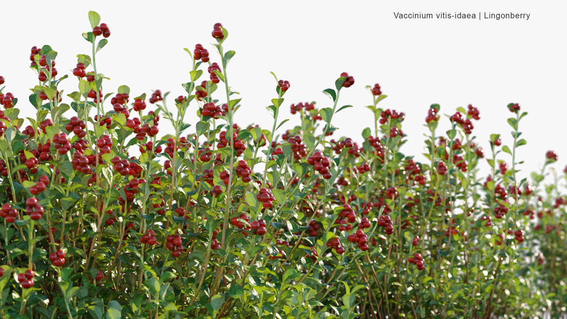 Vaccinium Vitis Idaea - Lingonberry, Partridgeberry, Foxberry, Mountain Cranberry, Cowberry (3D Model)