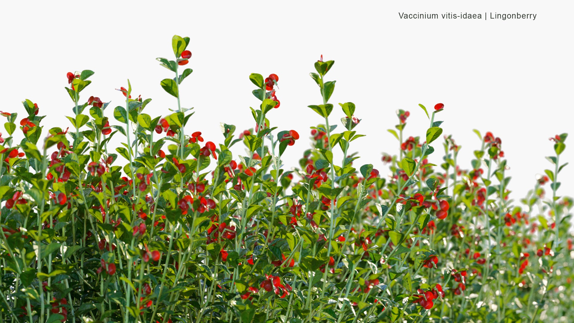 Low Poly Vaccinium Vitis Idaea - Lingonberry, Partridgeberry, Foxberry, Mountain Cranberry, Cowberry (3D Model)