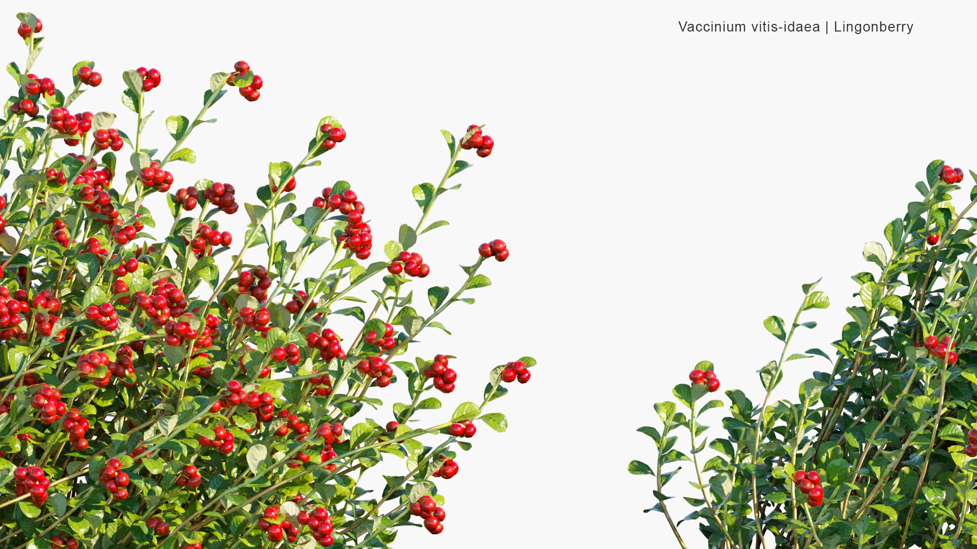 Vaccinium Vitis Idaea - Lingonberry, Partridgeberry, Foxberry, Mountain Cranberry, Cowberry (3D Model)