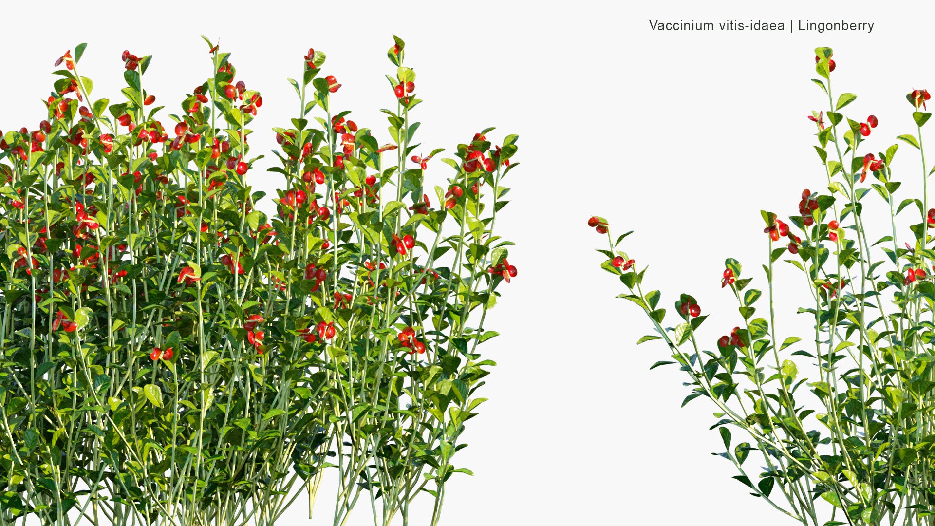 Low Poly Vaccinium Vitis Idaea - Lingonberry, Partridgeberry, Foxberry, Mountain Cranberry, Cowberry (3D Model)