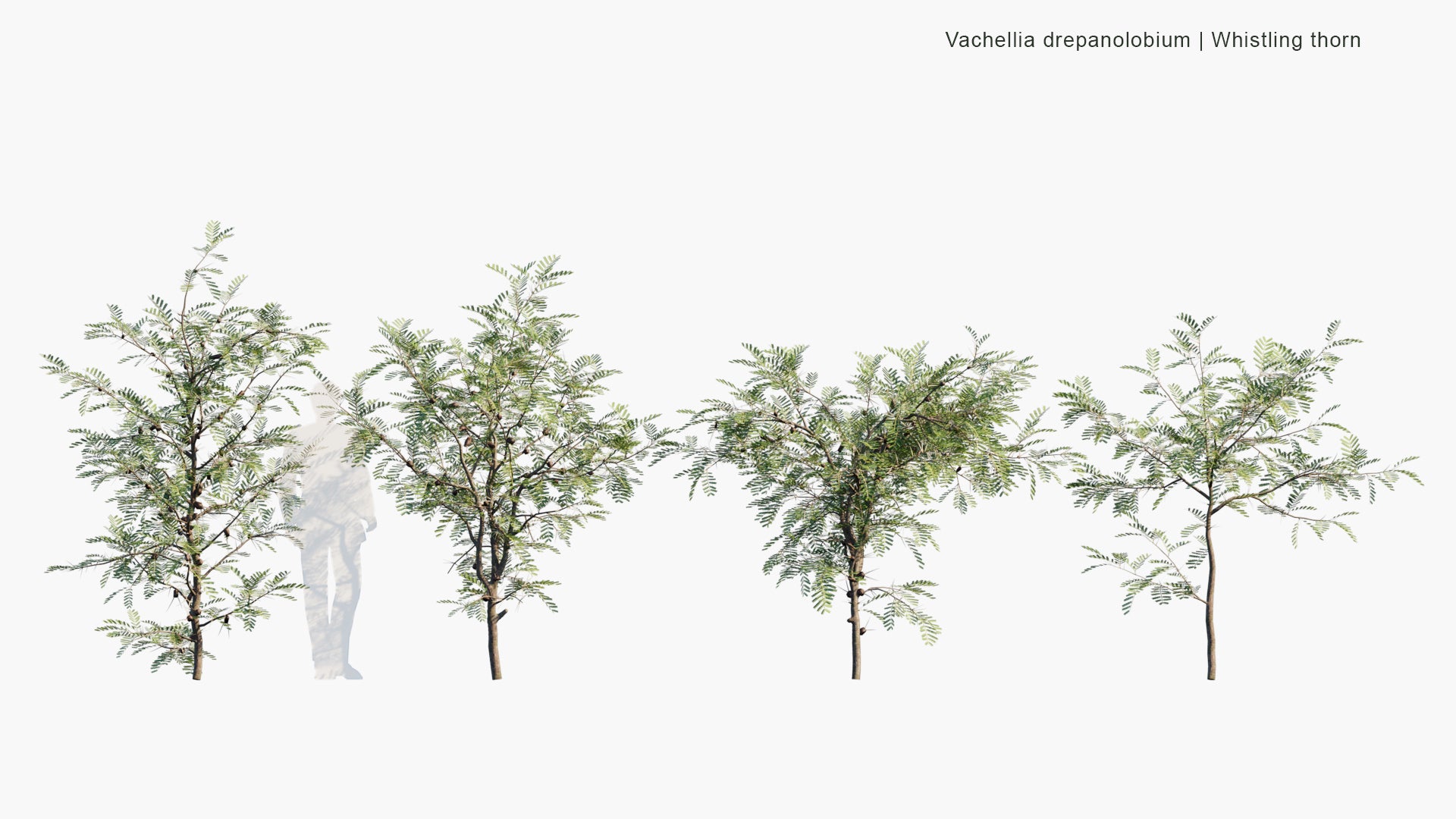 Low Poly Vachellia Drepanolobium - Whistling Thorn (3D Model)