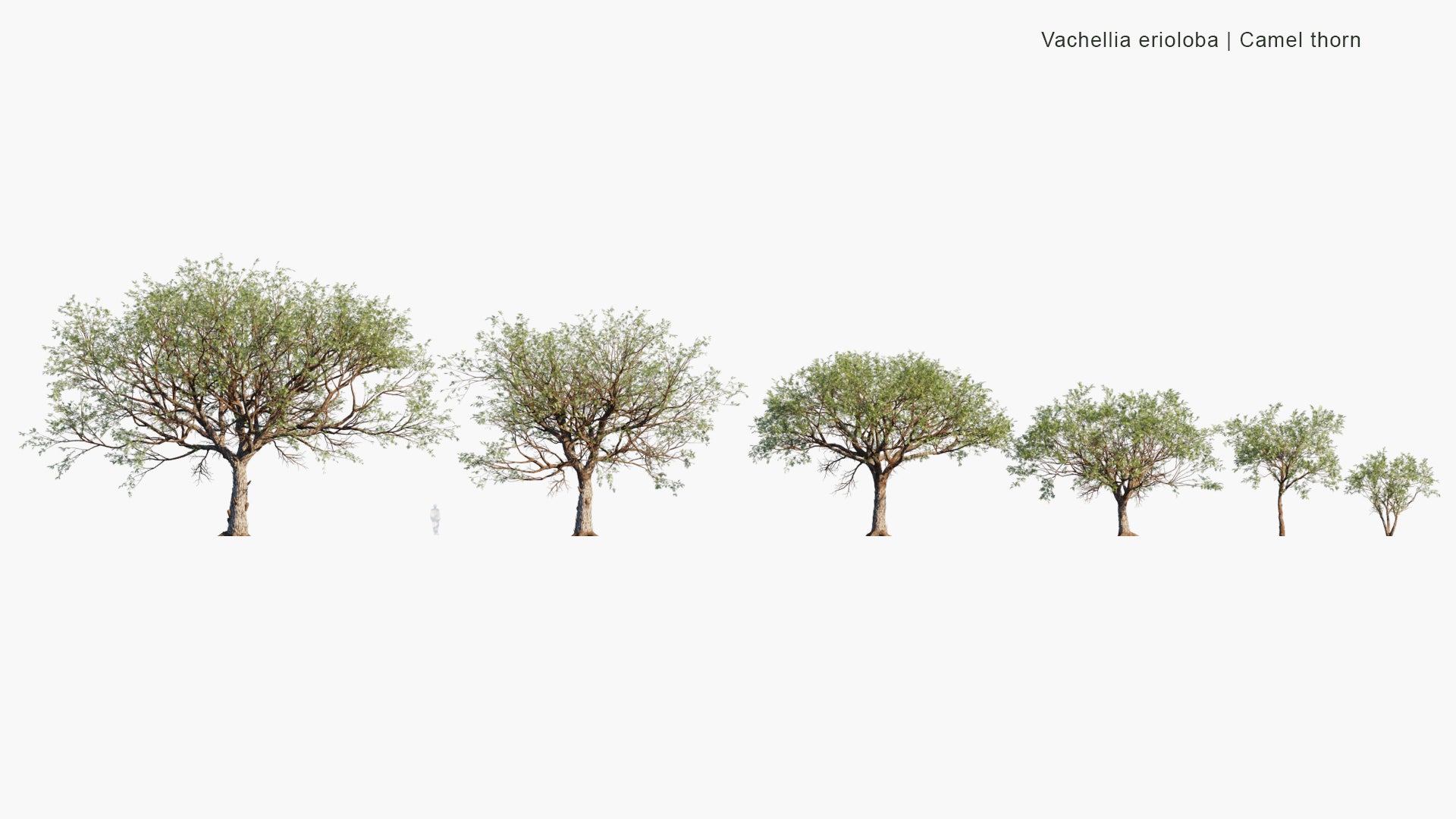 Low Poly Vachellia Erioloba - Camel Thorn, Giraffe Thorn, Mokala Tree, Kameeldoring (3D Model)
