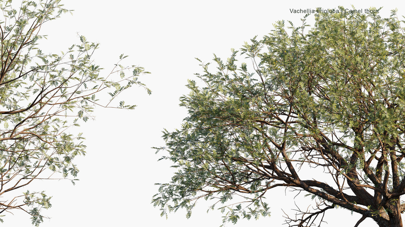 Camelback Tree Weave — Tree Weaves