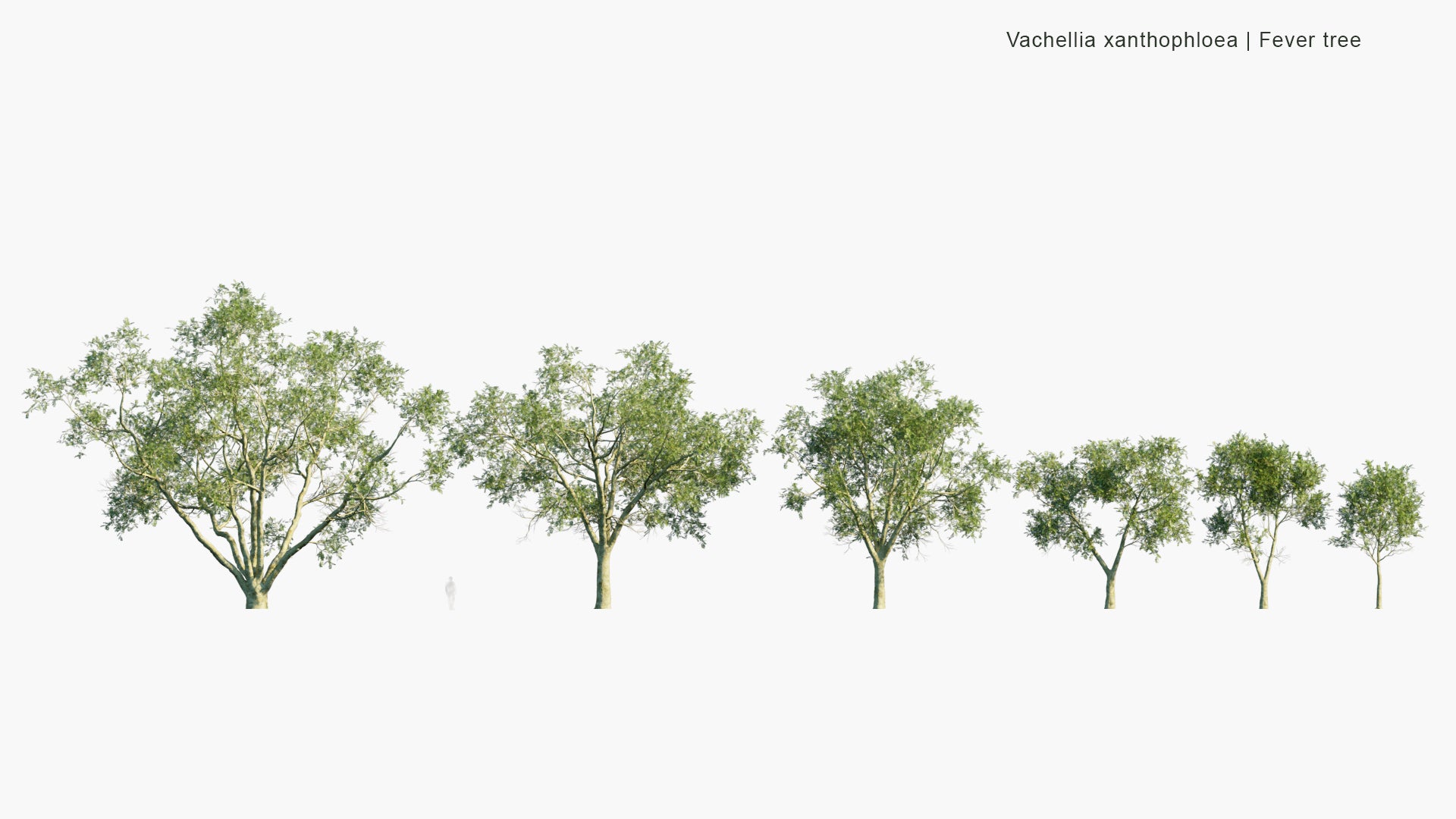 Low Poly Vachellia Xanthophloea - Fever Tree (3D Model)