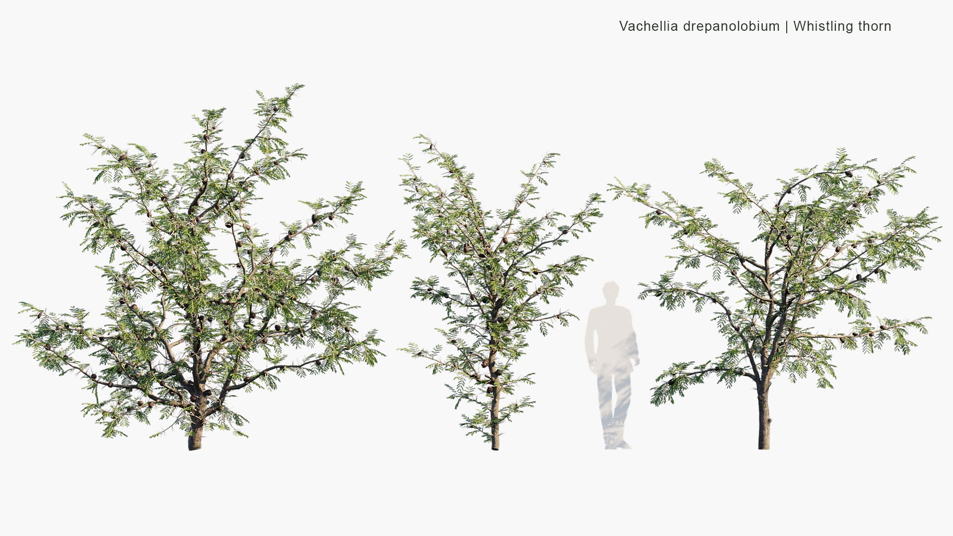 Vachellia Drepanolobium - Whistling Thorn (3D Model)