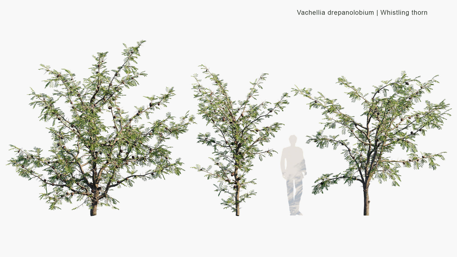 High Poly | Vachellia Drepanolobium (Whistling Thorn) 3D Model - Globe ...