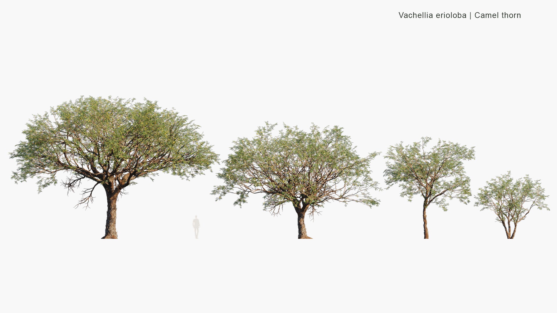 Vachellia Erioloba - Camel Thorn,  Giraffe Thorn, Mokala Tree, Kameeldoring (3D Model)