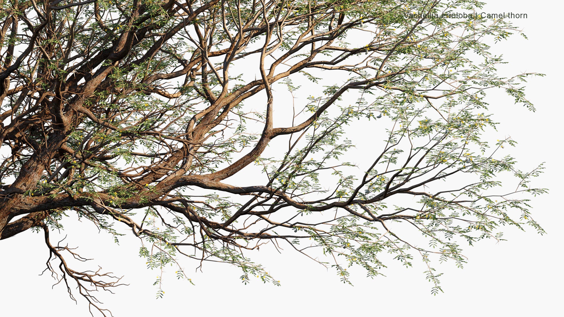 Vachellia Erioloba - Camel Thorn,  Giraffe Thorn, Mokala Tree, Kameeldoring (3D Model)