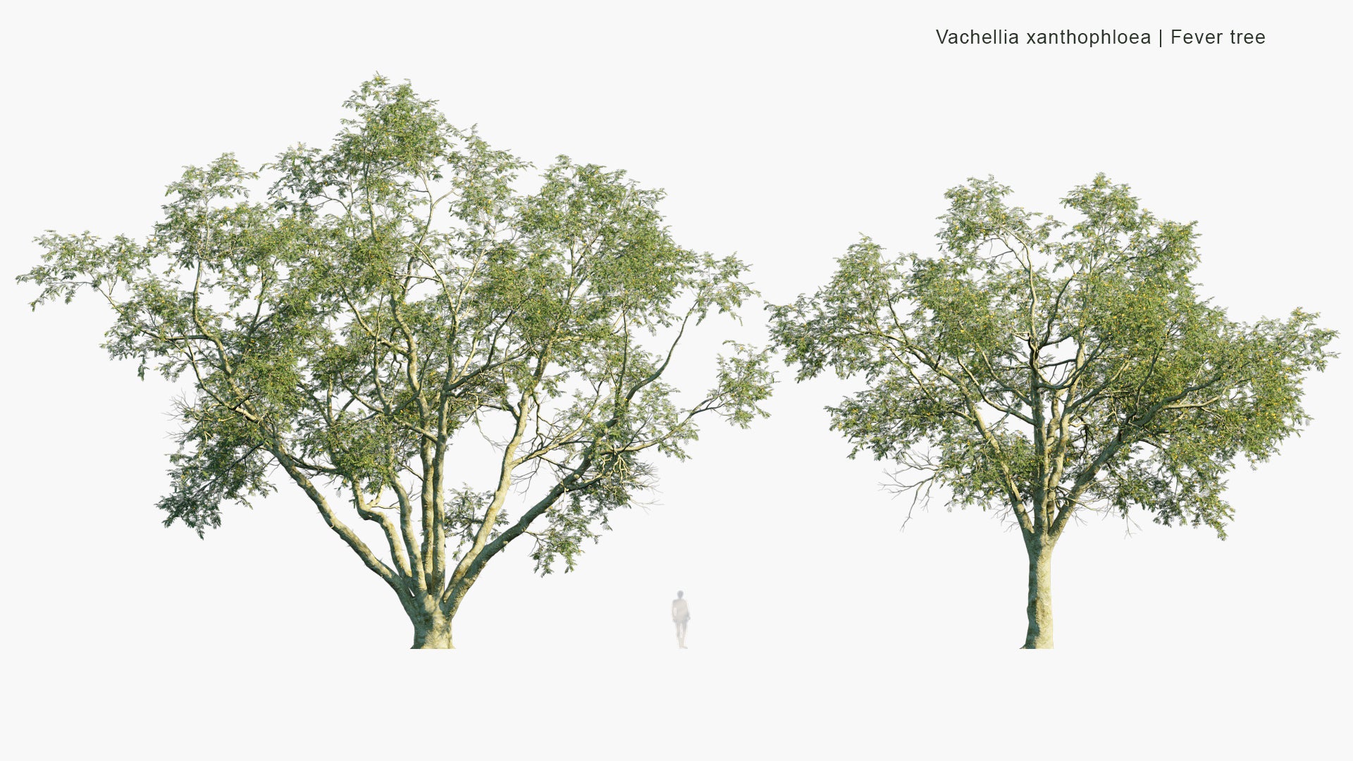 Vachellia Xanthophloea - Fever Tree (3D Model)