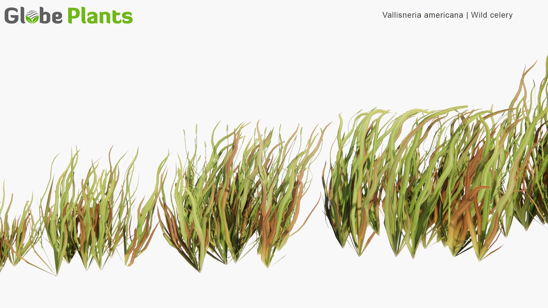 Low Poly Vallisneria Americana - Wild Celery (3D Model)