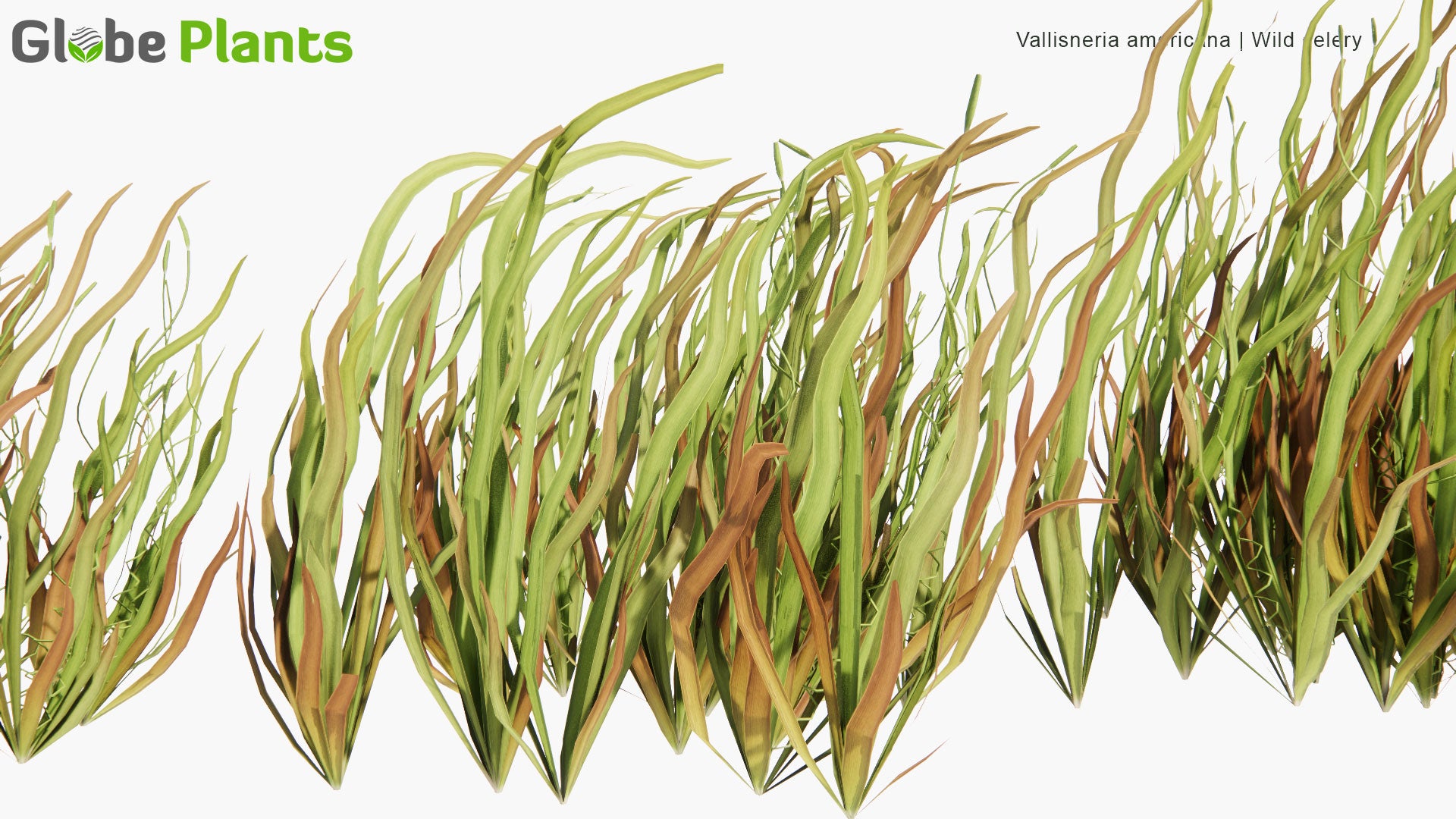 Low Poly Vallisneria Americana - Wild Celery (3D Model)