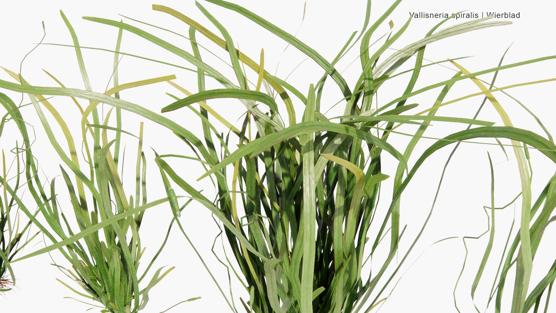 Low Poly Vallisneria Spiralis Wierblad, Tape Grass, Eel Grass