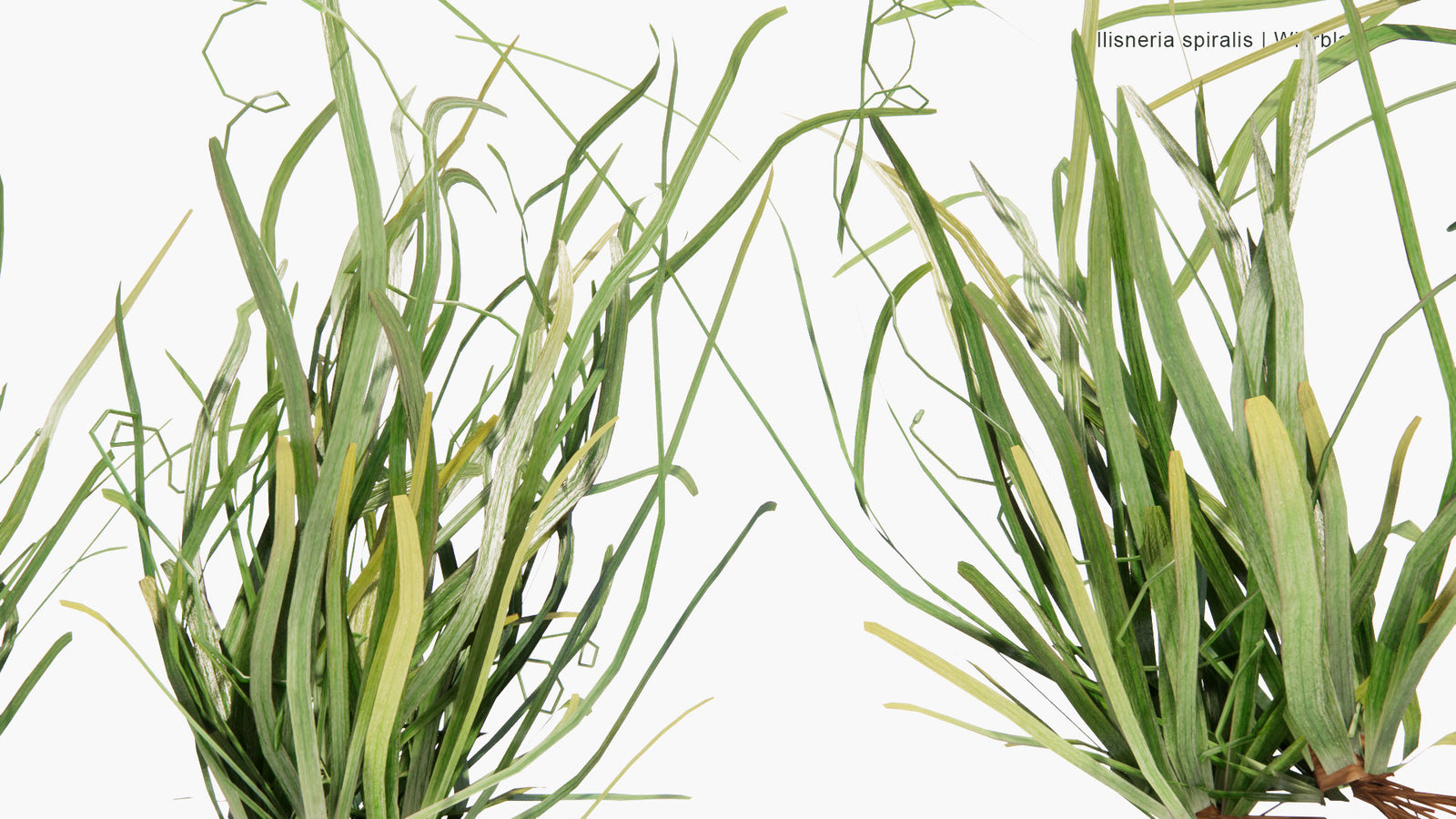 Low Poly Vallisneria Spiralis Wierblad, Tape Grass, Eel Grass