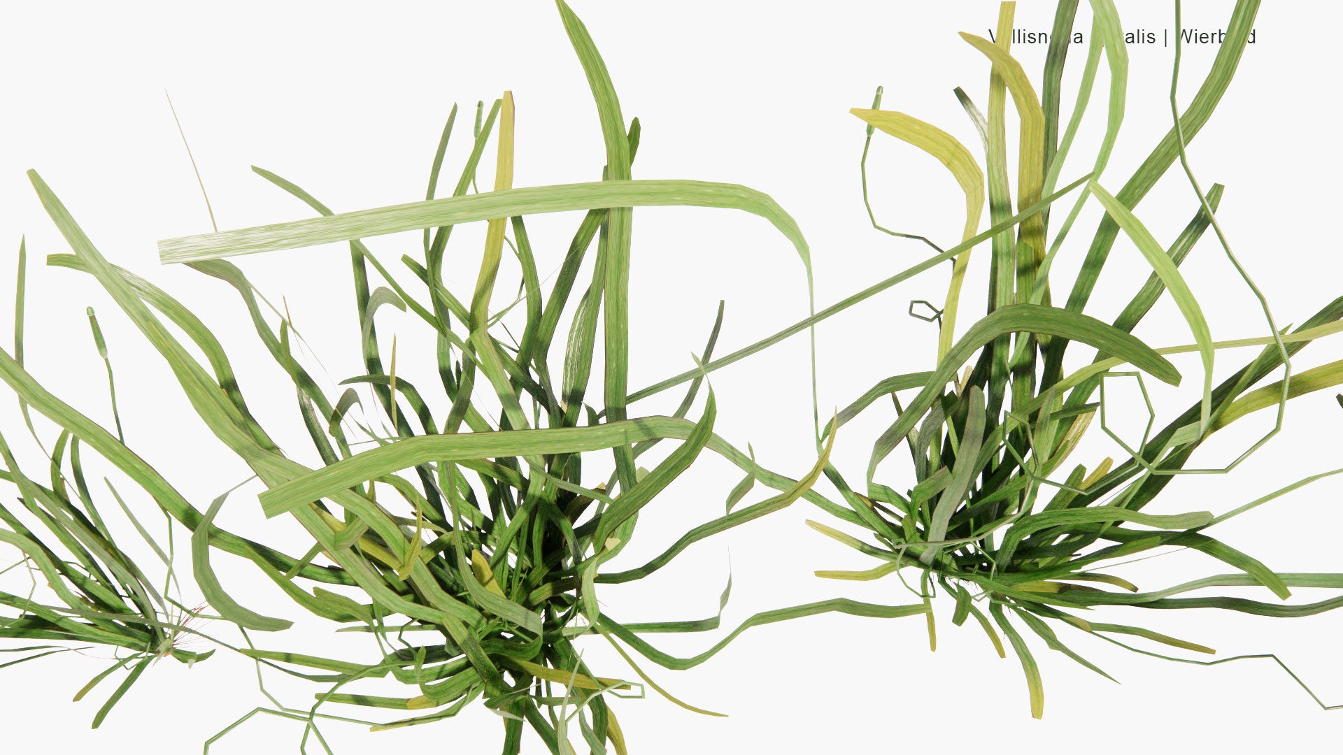 Low Poly Vallisneria Spiralis Wierblad, Tape Grass, Eel Grass