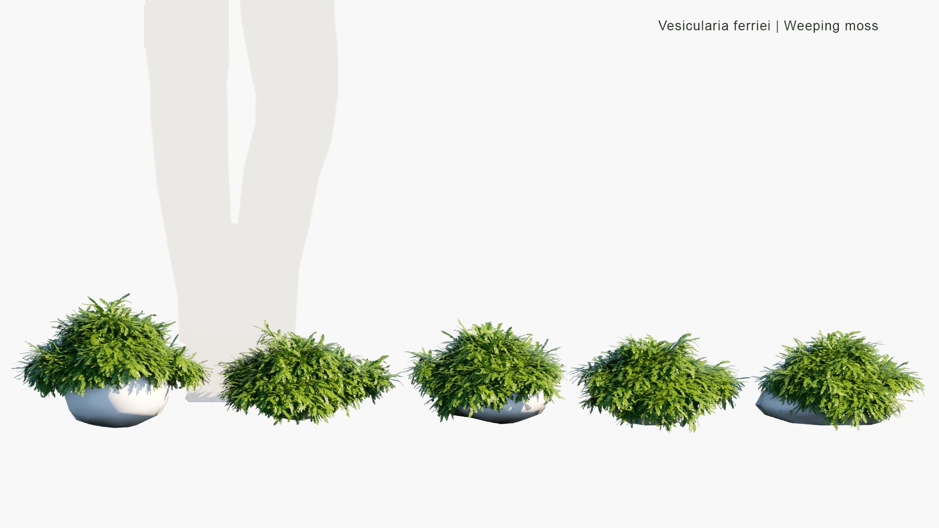 Low Poly Vesicularia Ferriei - Weeping Moss (3D Model)