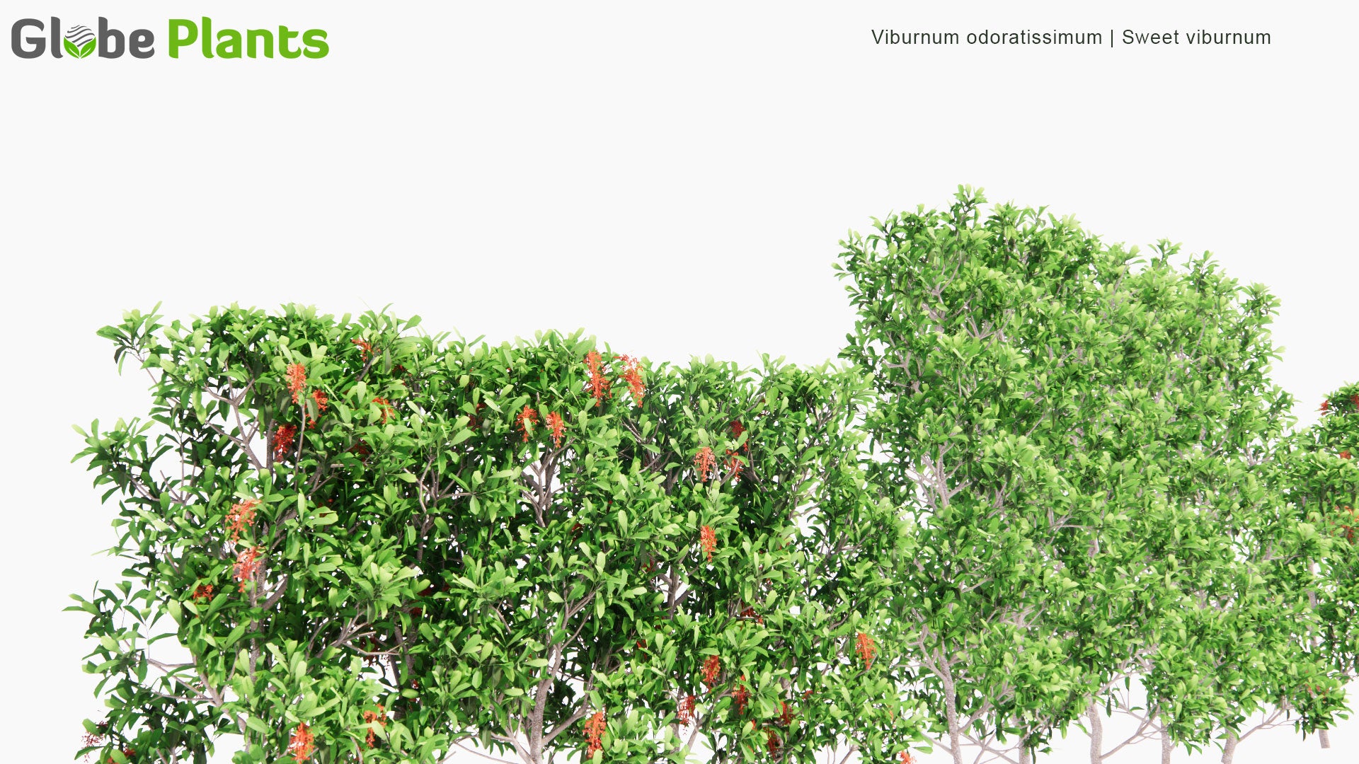 Low Poly Viburnum Odoratissimum - Sweet Viburnum (3D Model)