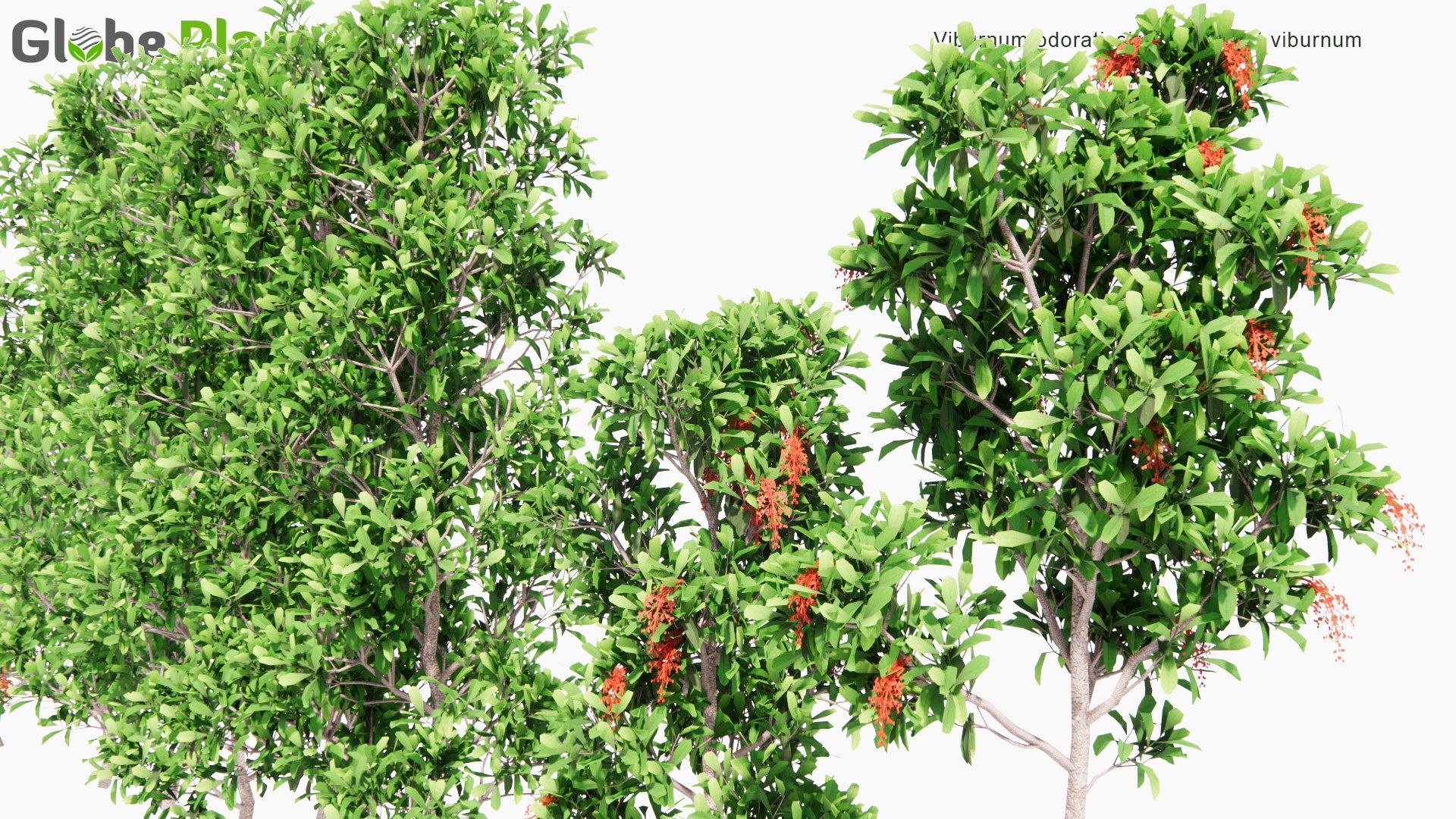 Low Poly Viburnum Odoratissimum - Sweet Viburnum (3D Model)