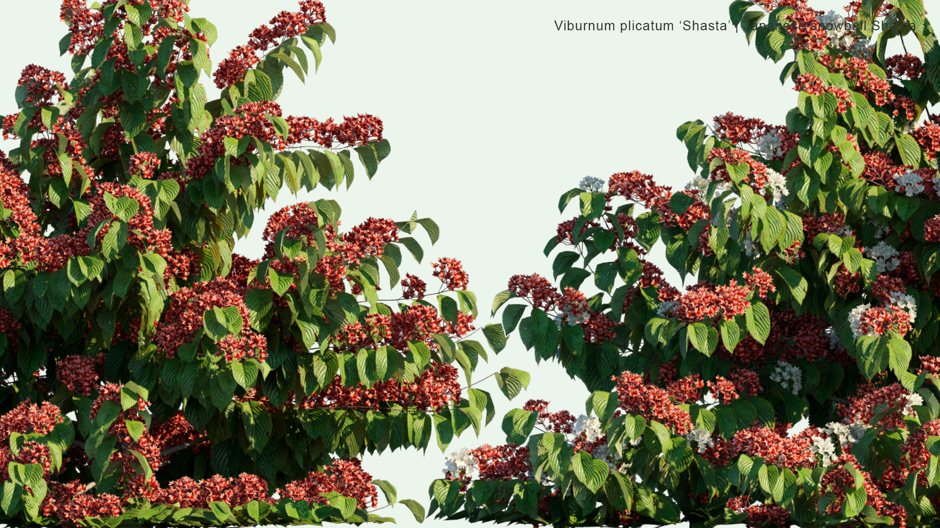 2D Viburnum Plicatum 'Shasta' - Japanese Snowball Shasta, Doublefile Viburnum