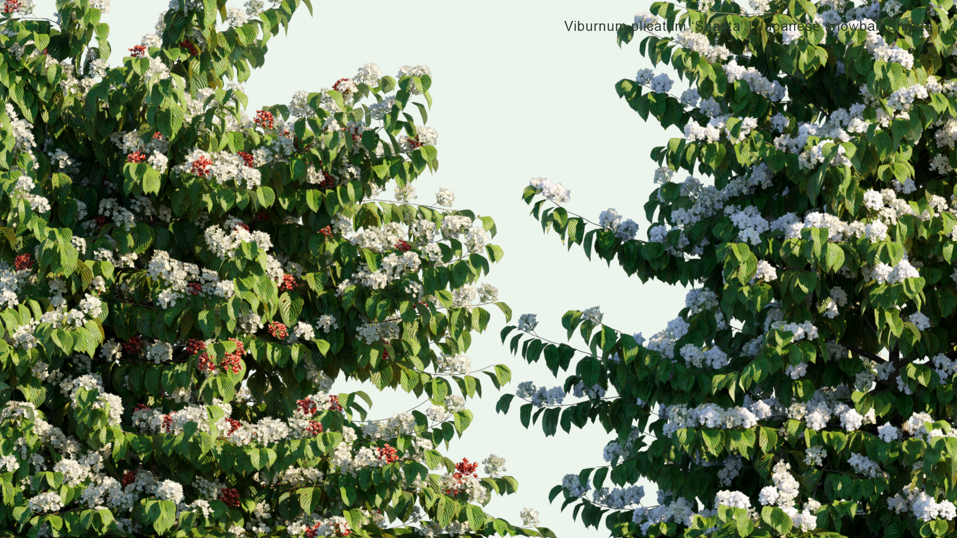 2D Viburnum Plicatum 'Shasta' - Japanese Snowball Shasta, Doublefile Viburnum