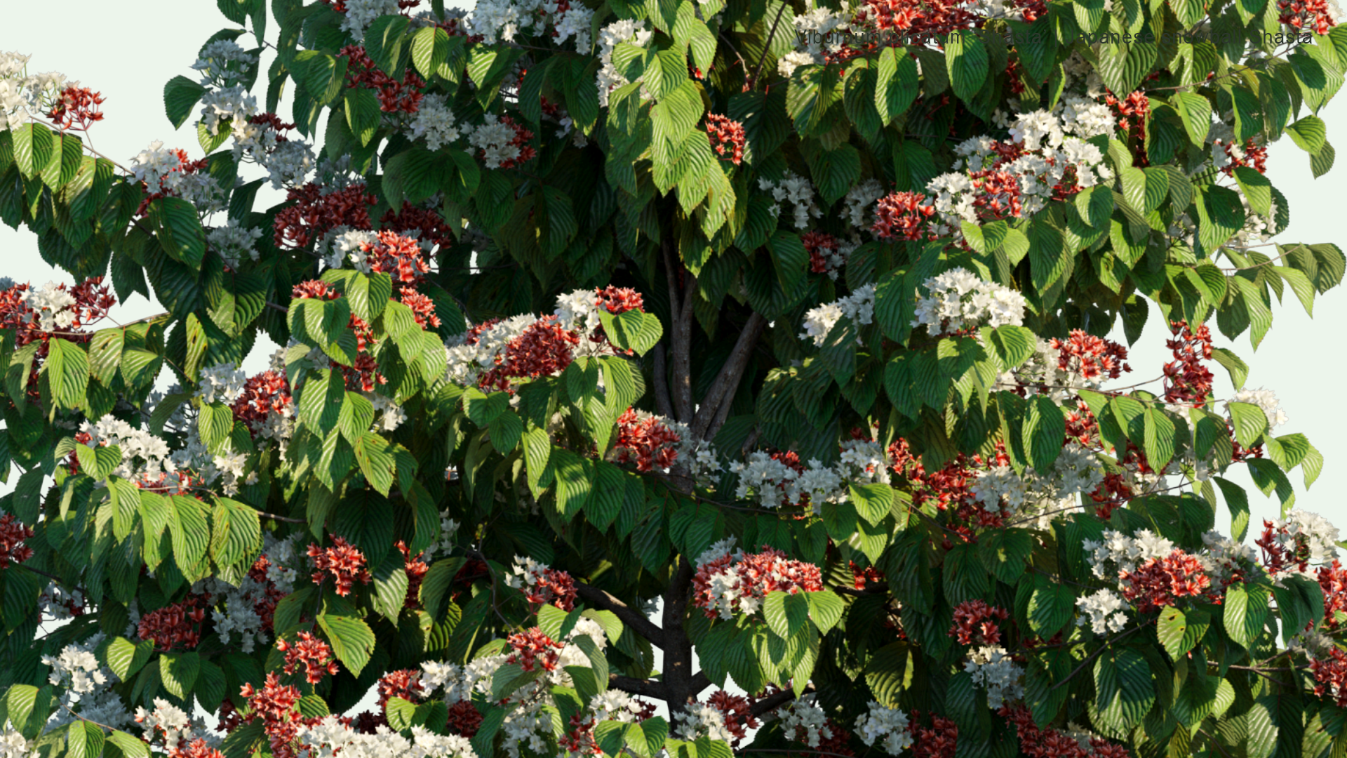 2D Viburnum Plicatum 'Shasta' - Japanese Snowball Shasta, Doublefile Viburnum