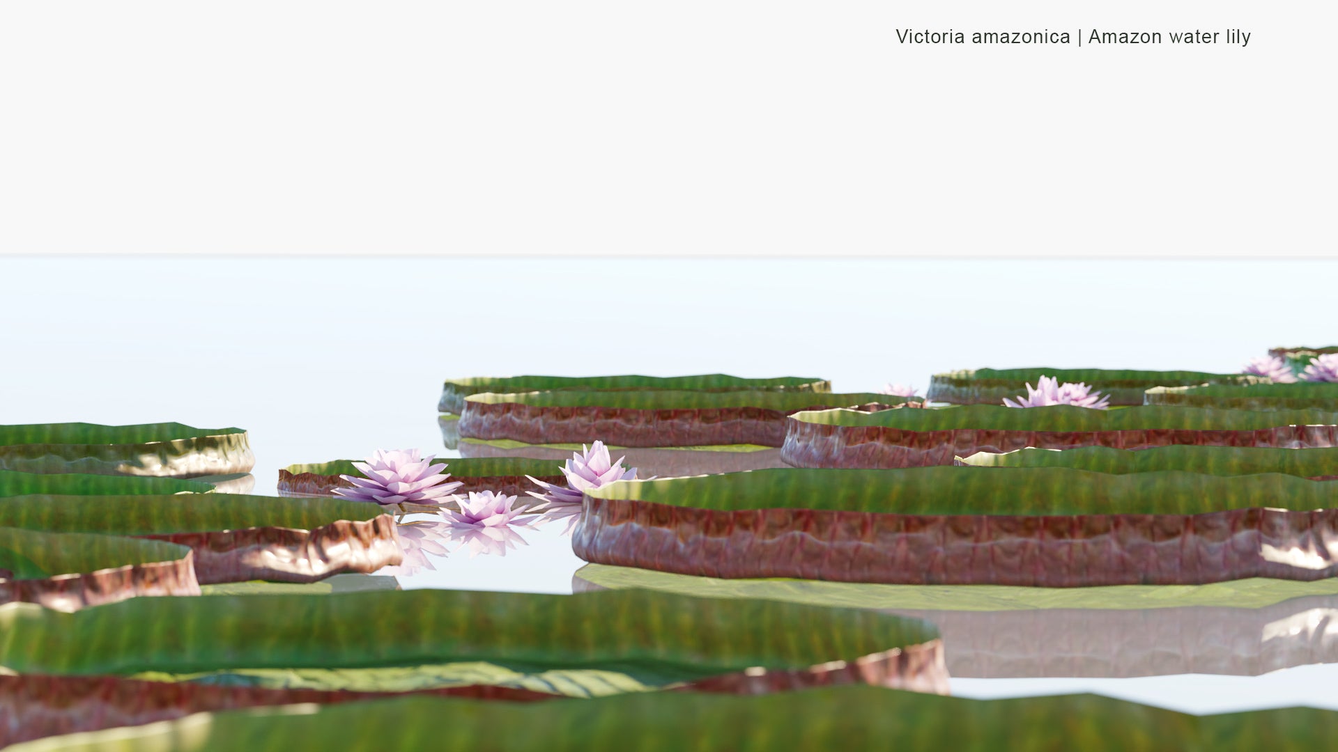 Low Poly Victoria Amazonica - Vitória-Régia, Laupê-Jaçanã, Atun Sisac, Amazon Water Lily (3D Model)