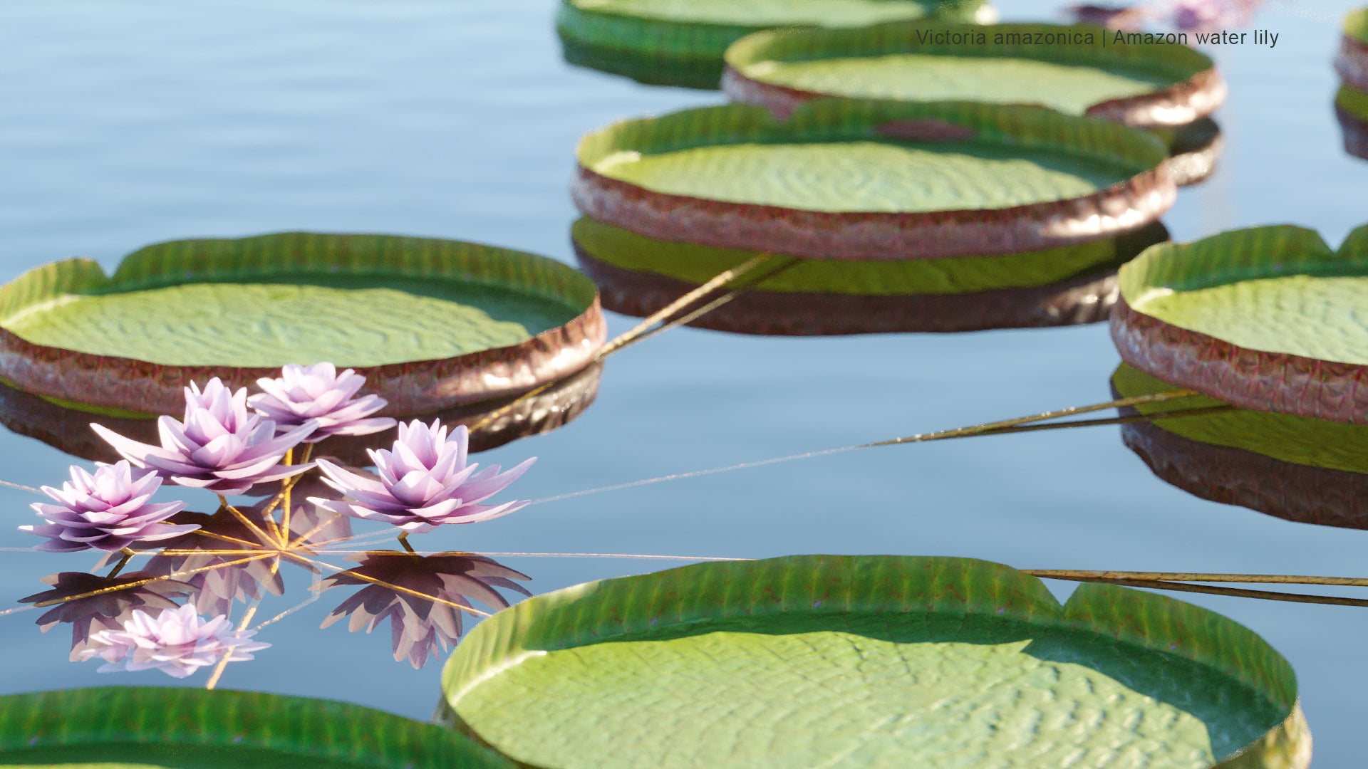 Victoria Amazonica - Vitória-Régia, Laupê-Jaçanã, Atun Sisac, Amazon Water Lily