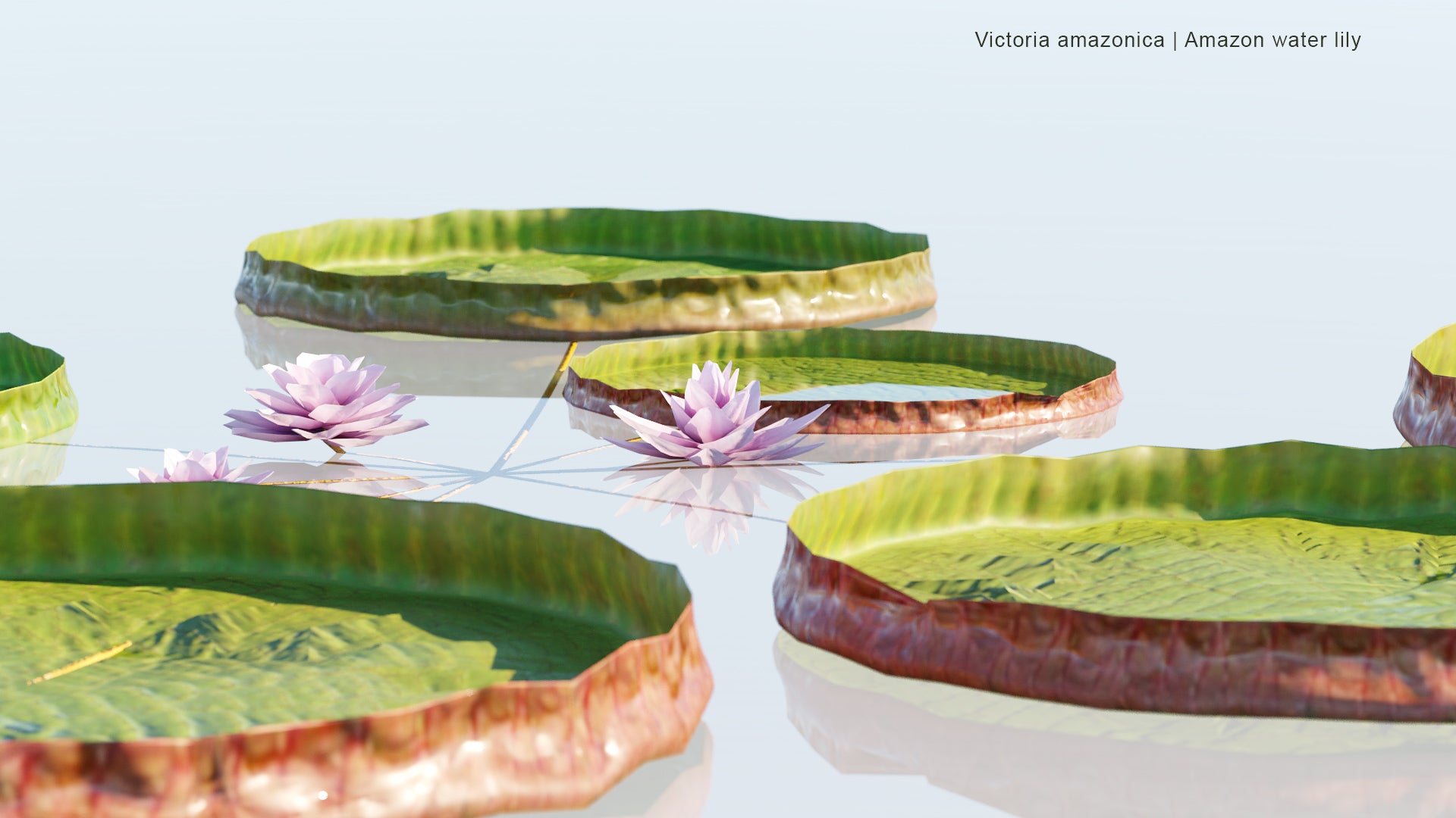 Low Poly Victoria Amazonica - Vitória-Régia, Laupê-Jaçanã, Atun Sisac, Amazon Water Lily (3D Model)