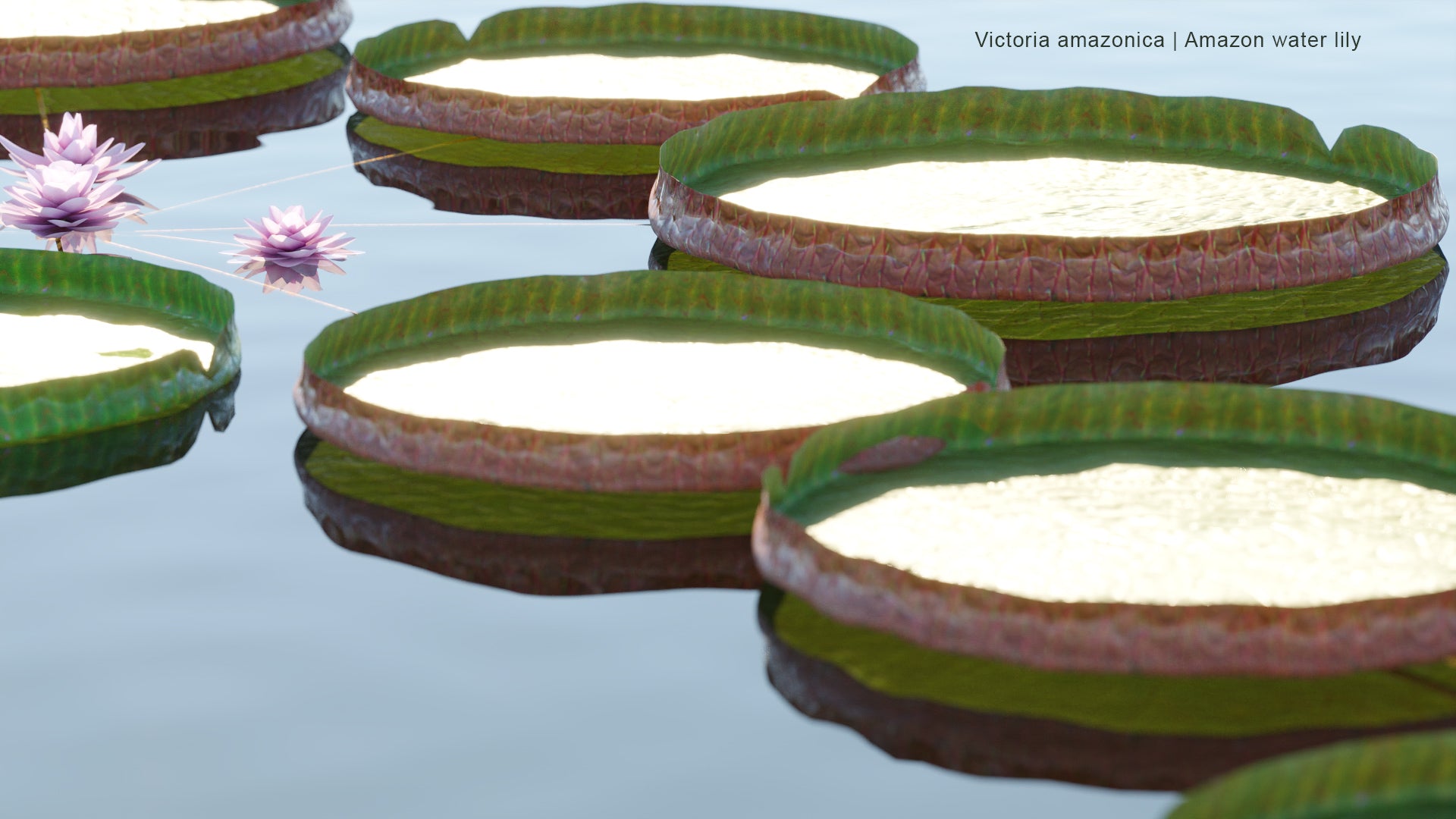 Victoria Amazonica - Vitória-Régia, Laupê-Jaçanã, Atun Sisac, Amazon Water Lily