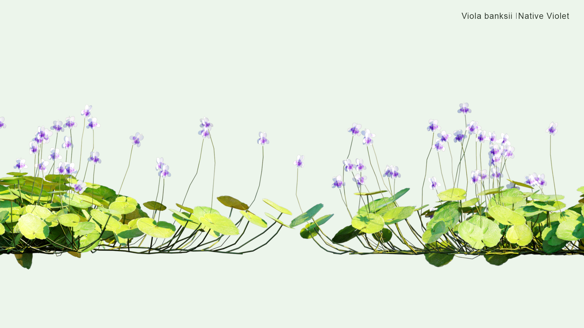 2D Viola Banksii - Native Violet