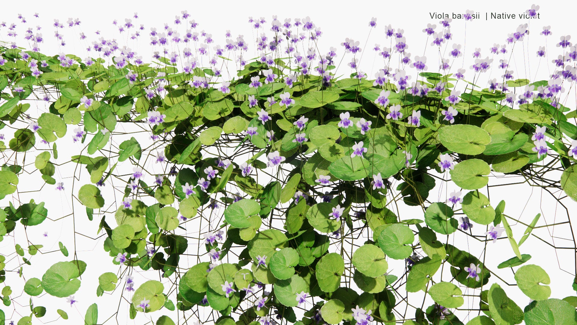 Low Poly Viola Banksii - Native Violet (3D Model)
