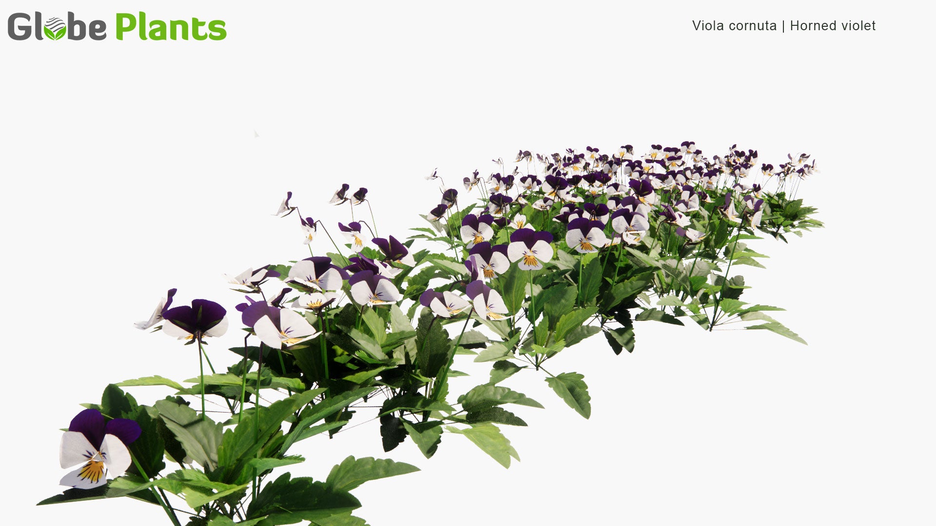 Low Poly Viola Cornuta - Horned Pansy, Horned Violet (3D Model)