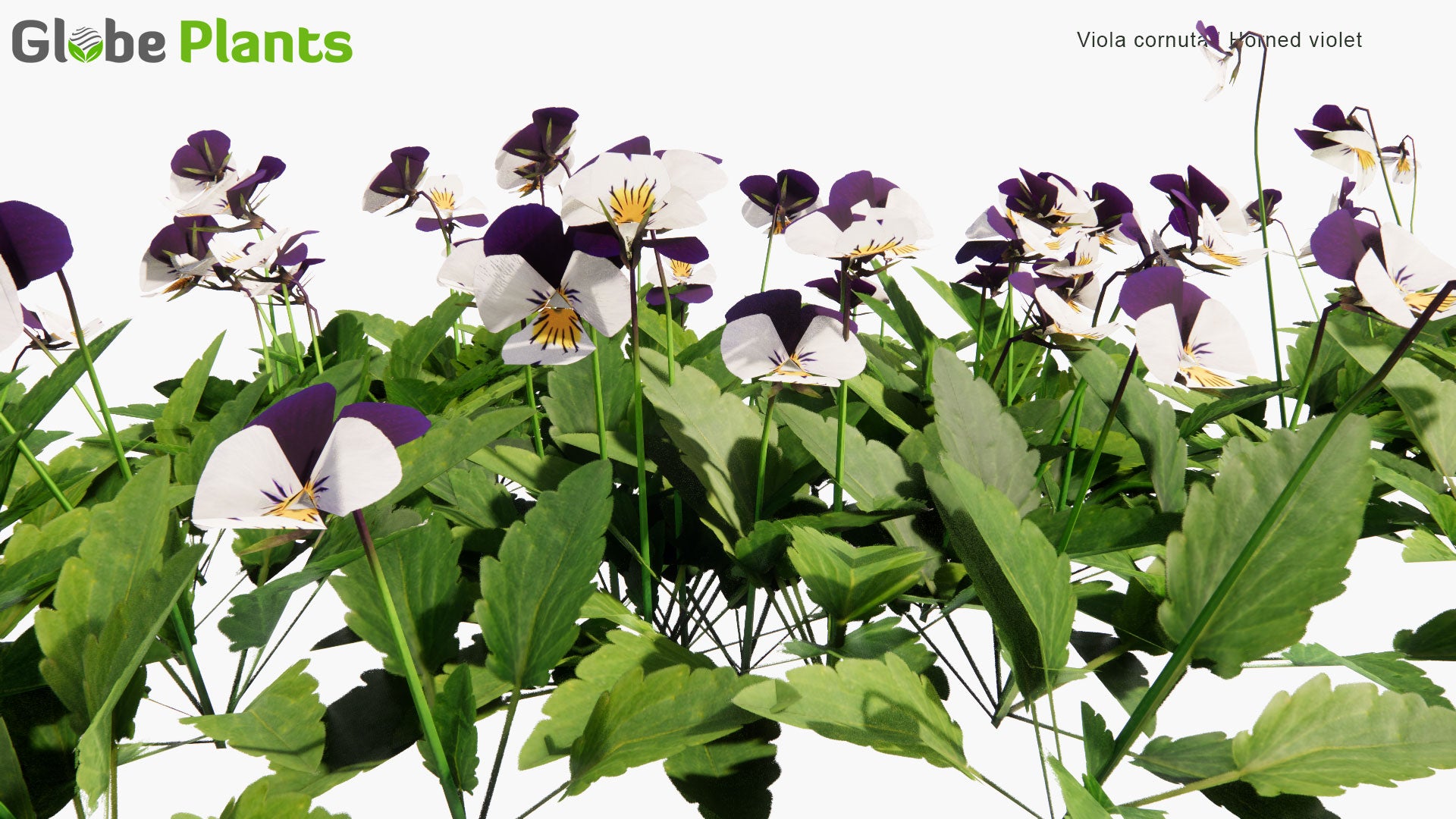 Low Poly Viola Cornuta - Horned Pansy, Horned Violet (3D Model)