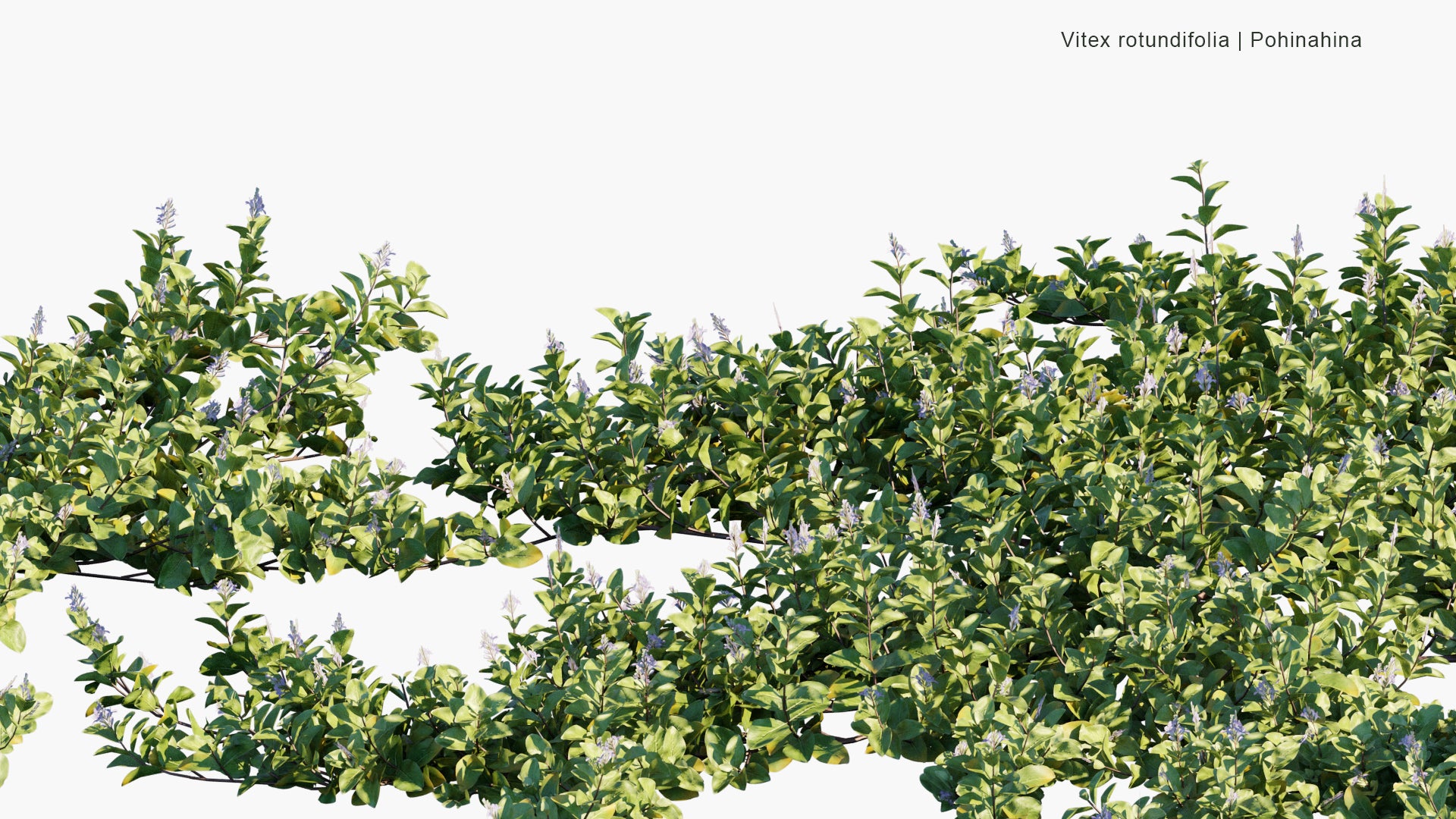 Low Poly Vitex Rotundifolia - Roundleaf Chastetree, Beach Vitex (3D Model)