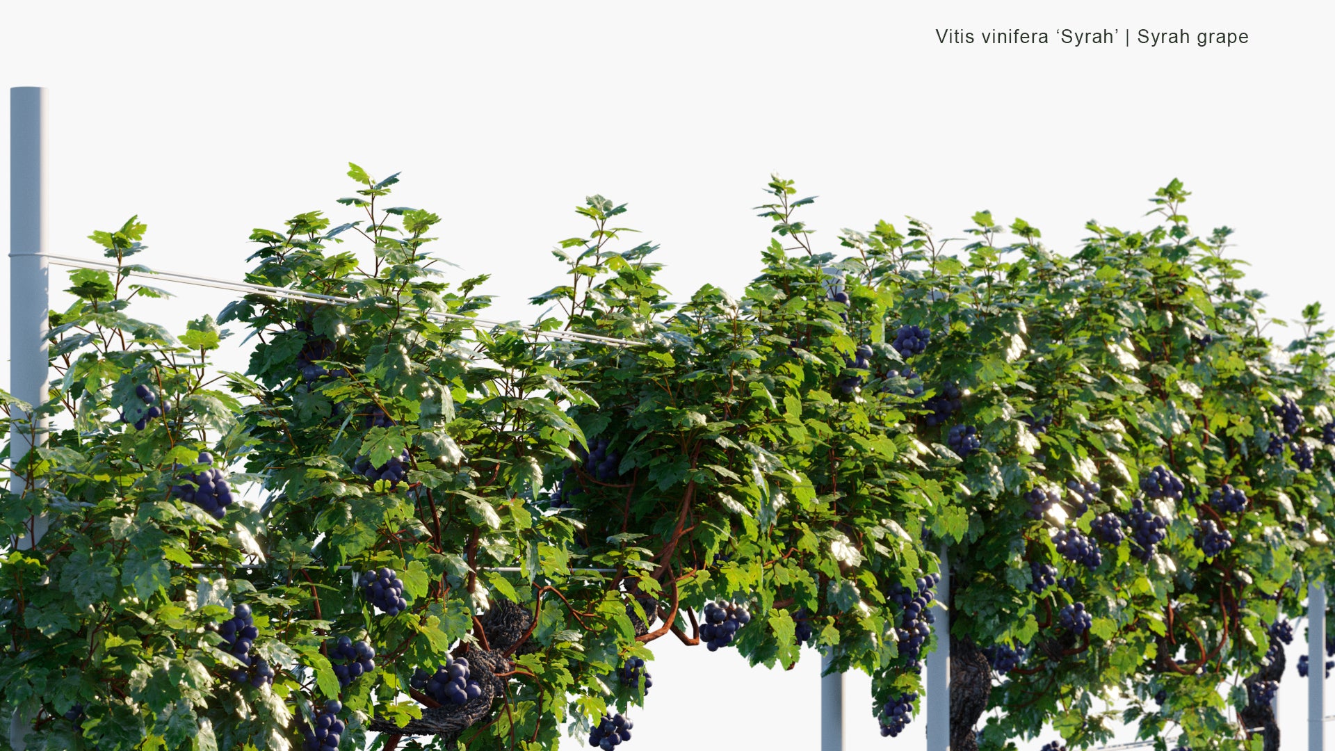 Vitis Vinifera 'Syrah' - Syrah Grape, Syraz (3D Model)