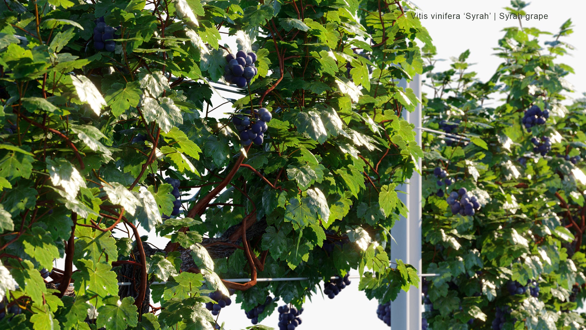 Vitis Vinifera 'Syrah' - Syrah Grape, Syraz (3D Model)