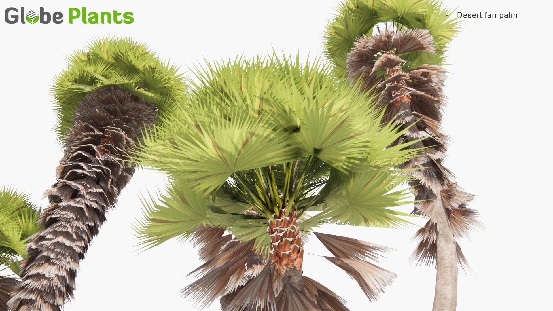 Low Poly Washingtonia Filifera - Desert Fan Palm, California Fan Palm, California Palm (3D Model)