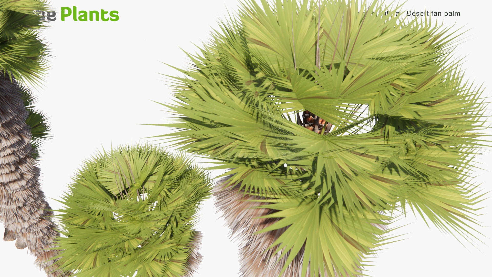 Low Poly Washingtonia Filifera - Desert Fan Palm, California Fan Palm, California Palm (3D Model)