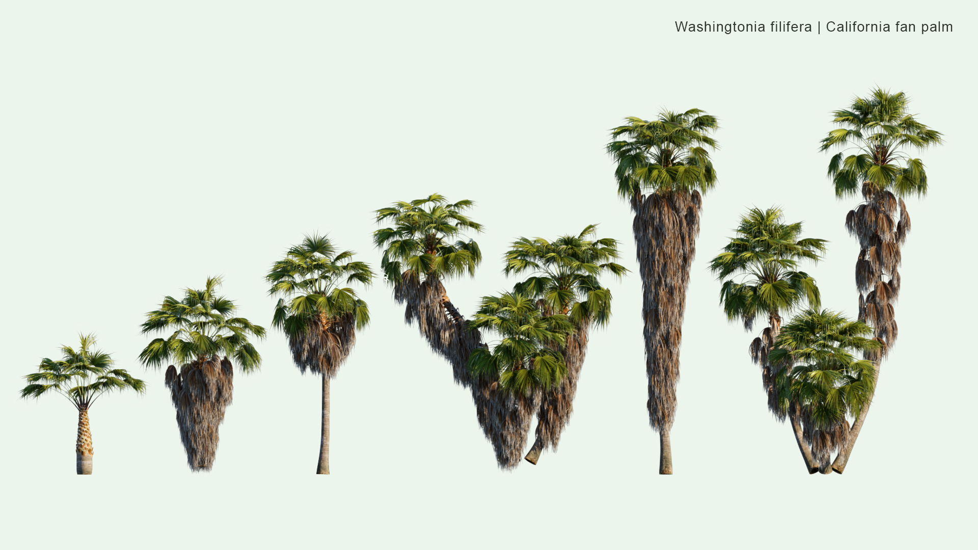 2D Washingtonia Filifera - Desert Fan Palm, California Fan Palm, California Palm