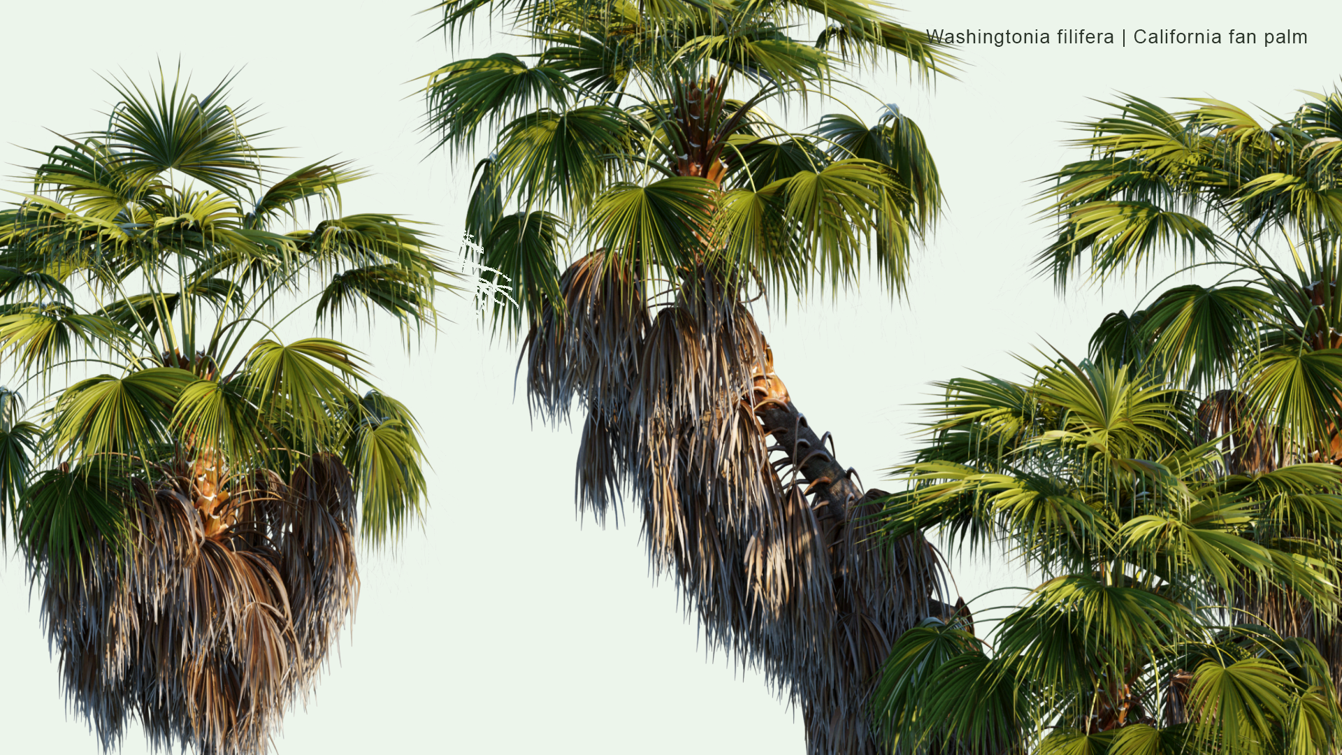 2D Washingtonia Filifera - Desert Fan Palm, California Fan Palm, California Palm