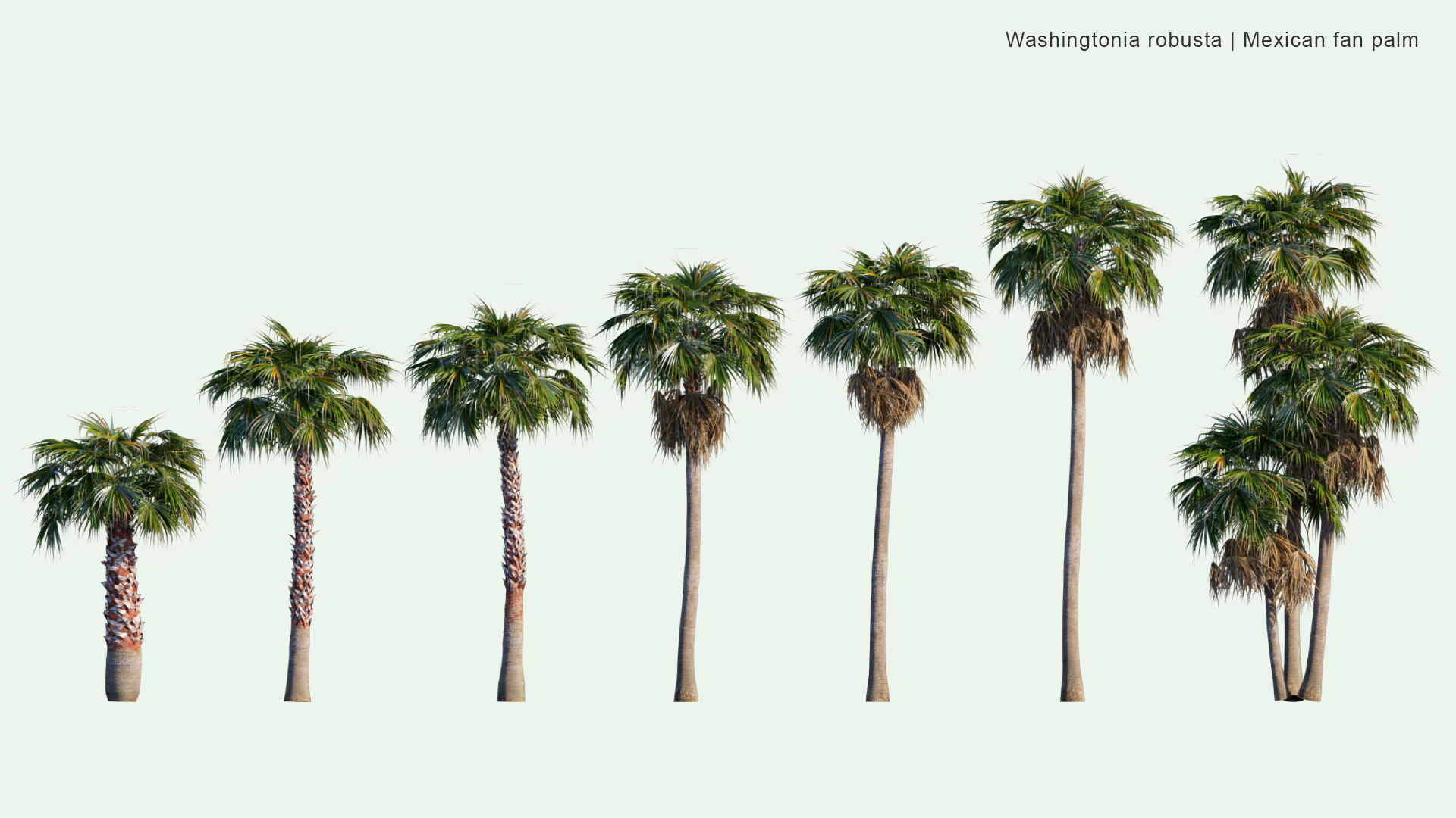 2D Washingtonia Robusta - Mexican Fan Palm