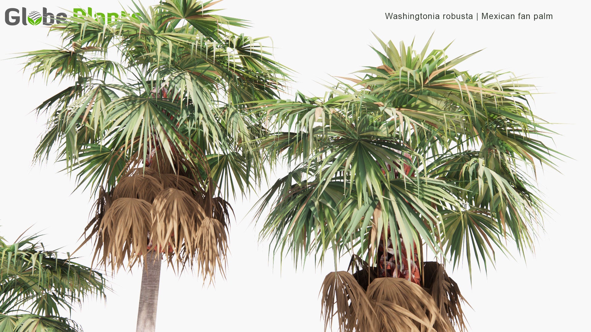 Low Poly Washingtonia Robusta - Mexican Fan Palm (3D Model)