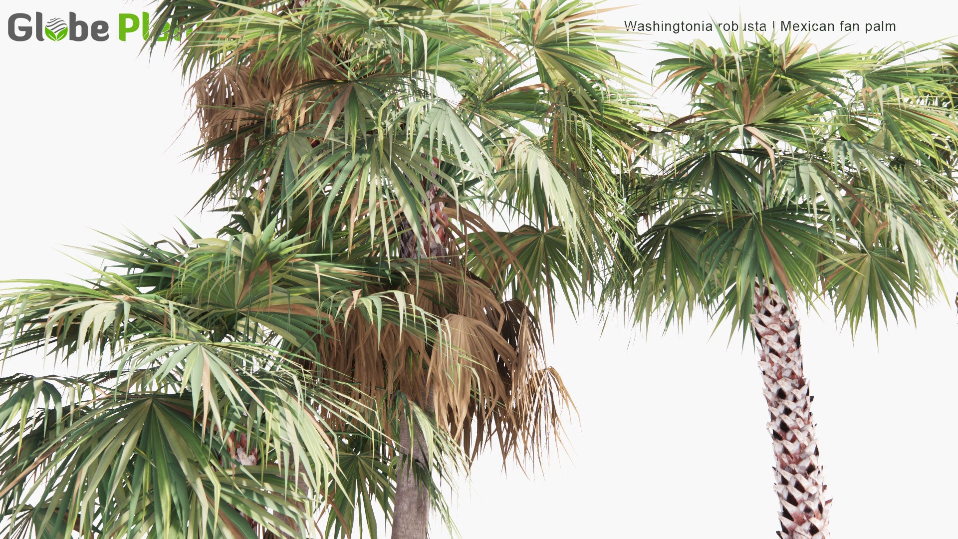 Low Poly Washingtonia Robusta - Mexican Fan Palm (3D Model)