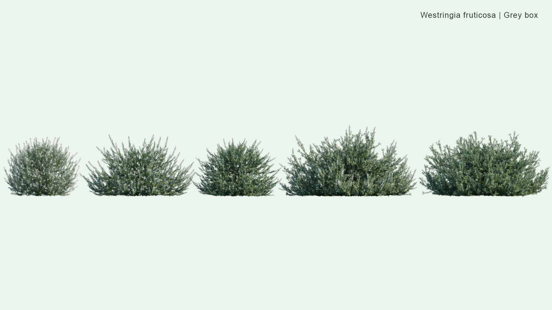 2D Westringia Fruticosa - Grey Box