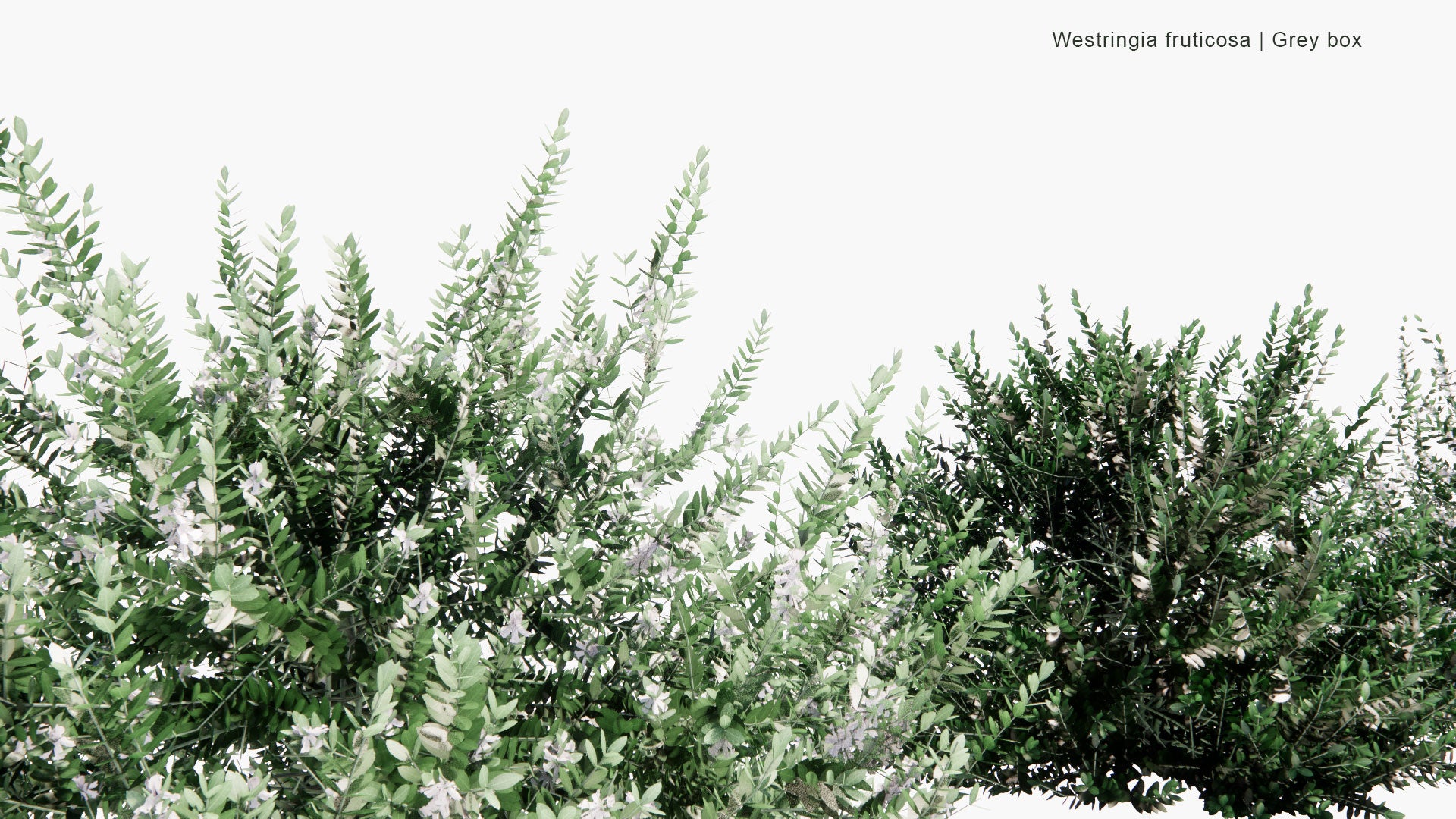 Low Poly Westringia Fruticosa - Grey Box (3D Model)