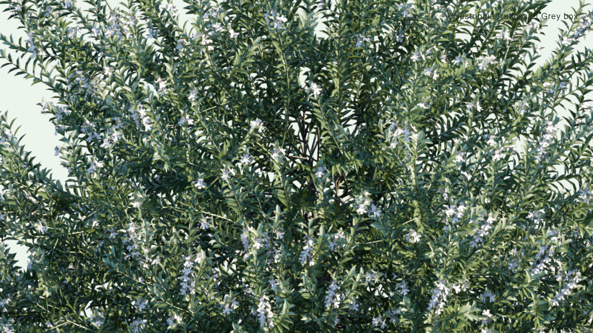 2D Westringia Fruticosa - Grey Box