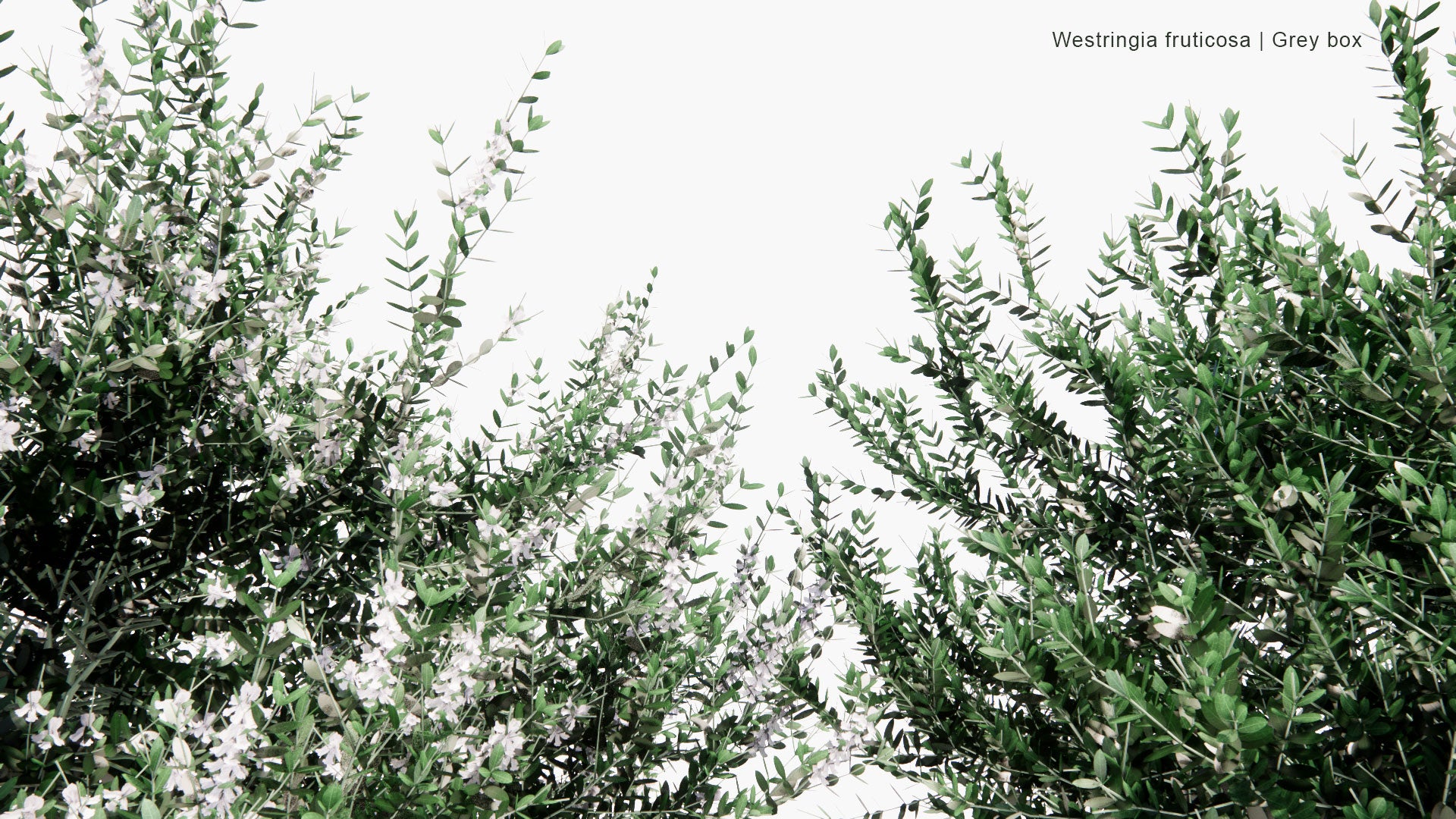 Low Poly Westringia Fruticosa - Grey Box (3D Model)