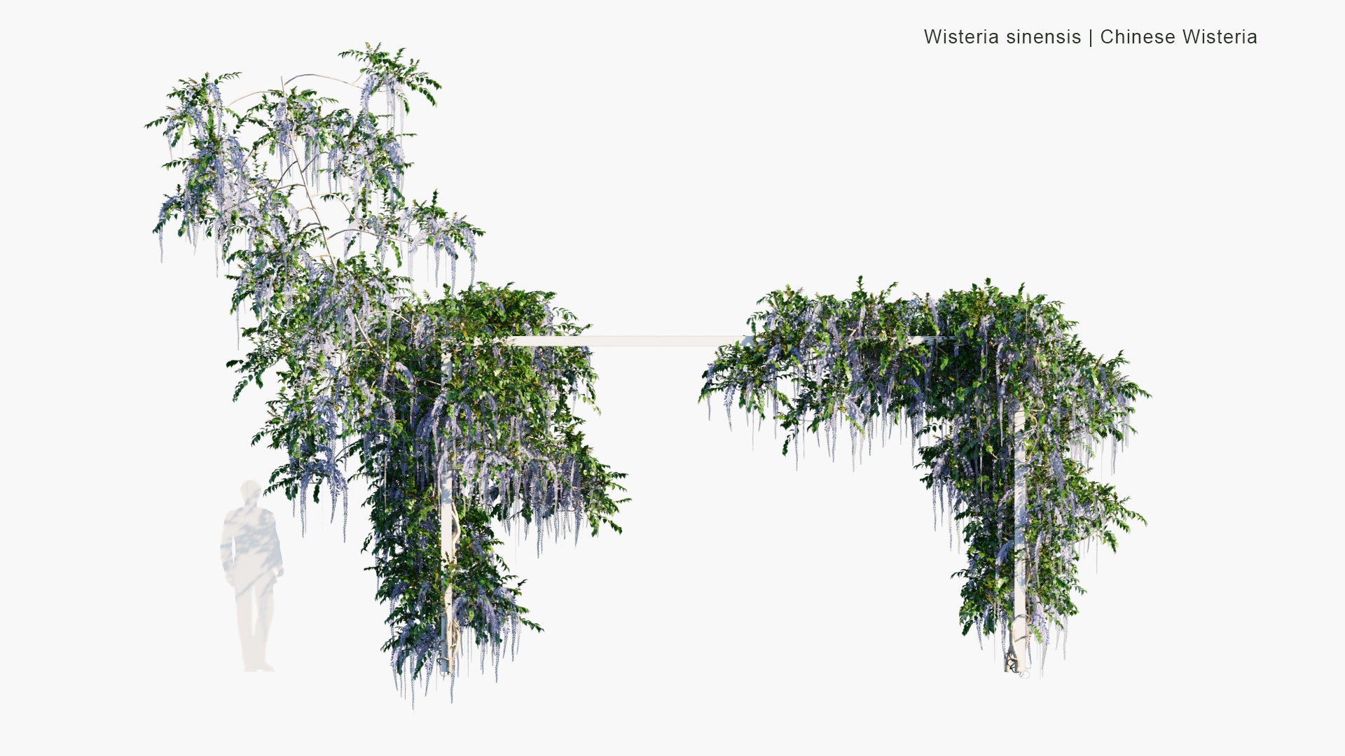 Low Poly Wisteria Sinensis - Chinese Wisteria (3D Model)