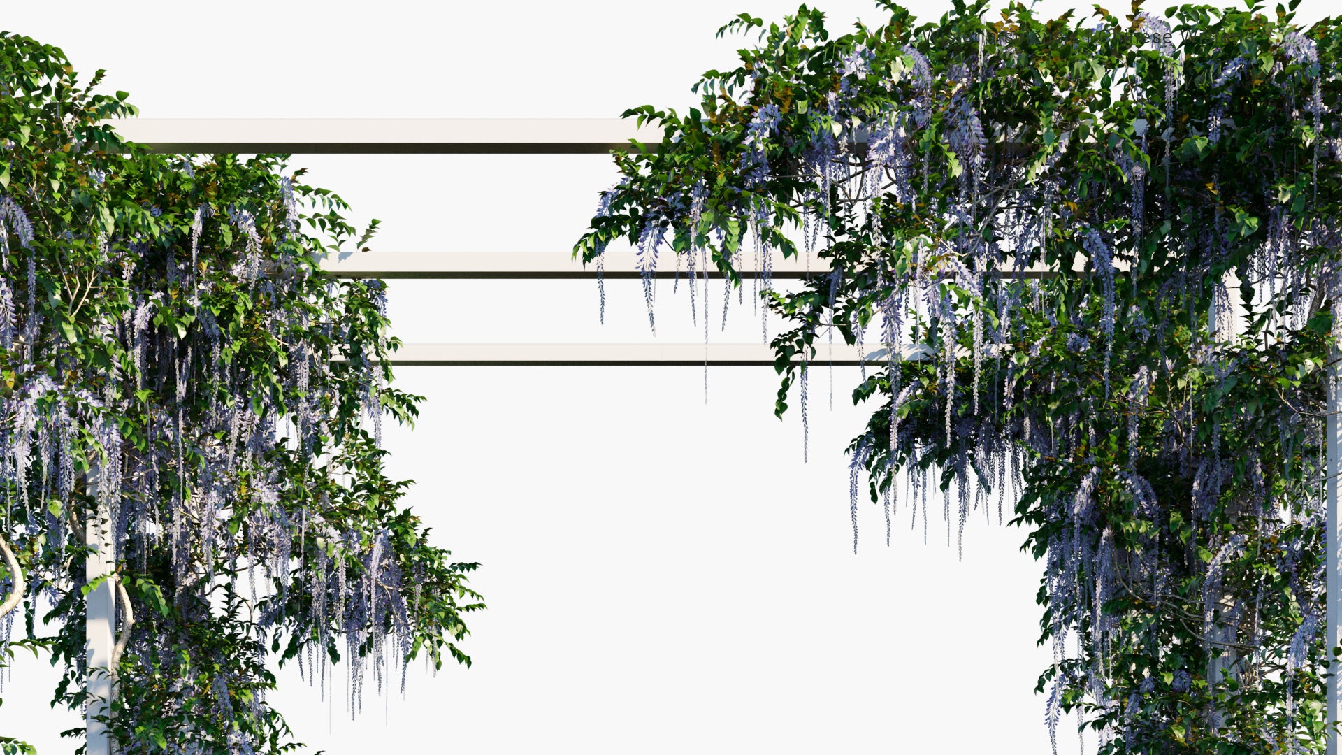 Low Poly Wisteria Sinensis - Chinese Wisteria (3D Model)