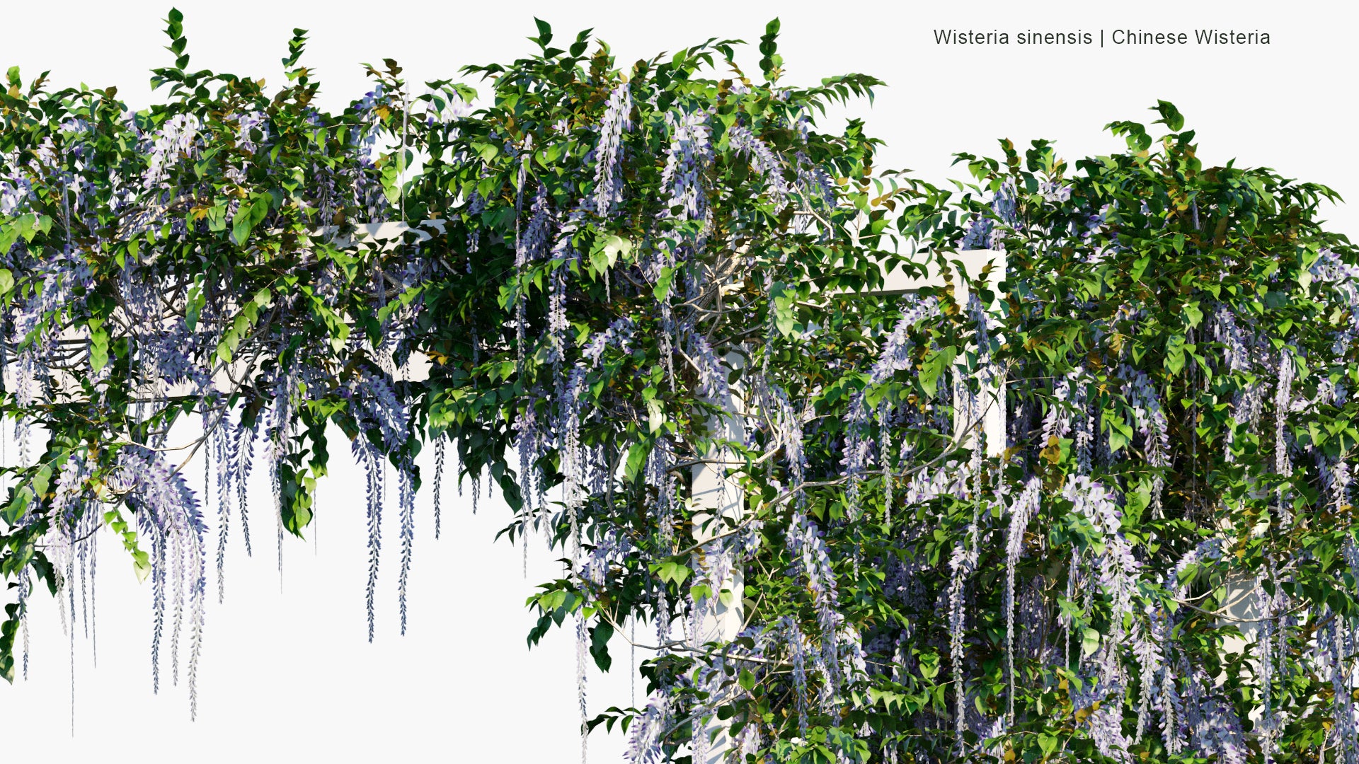 Low Poly Wisteria Sinensis - Chinese Wisteria (3D Model)