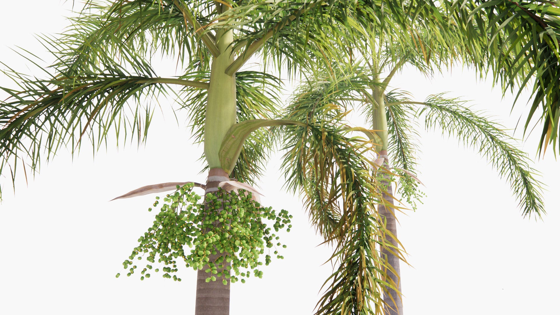 Low Poly Wodyetia Bifurcata - Foxtail Palm (3D Model)